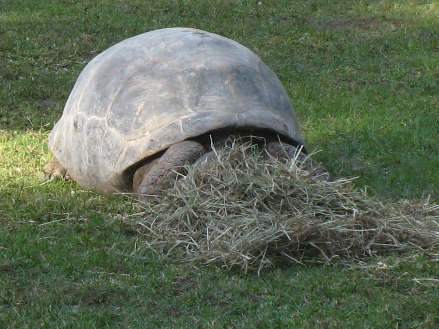 ALDABRA BREEDER