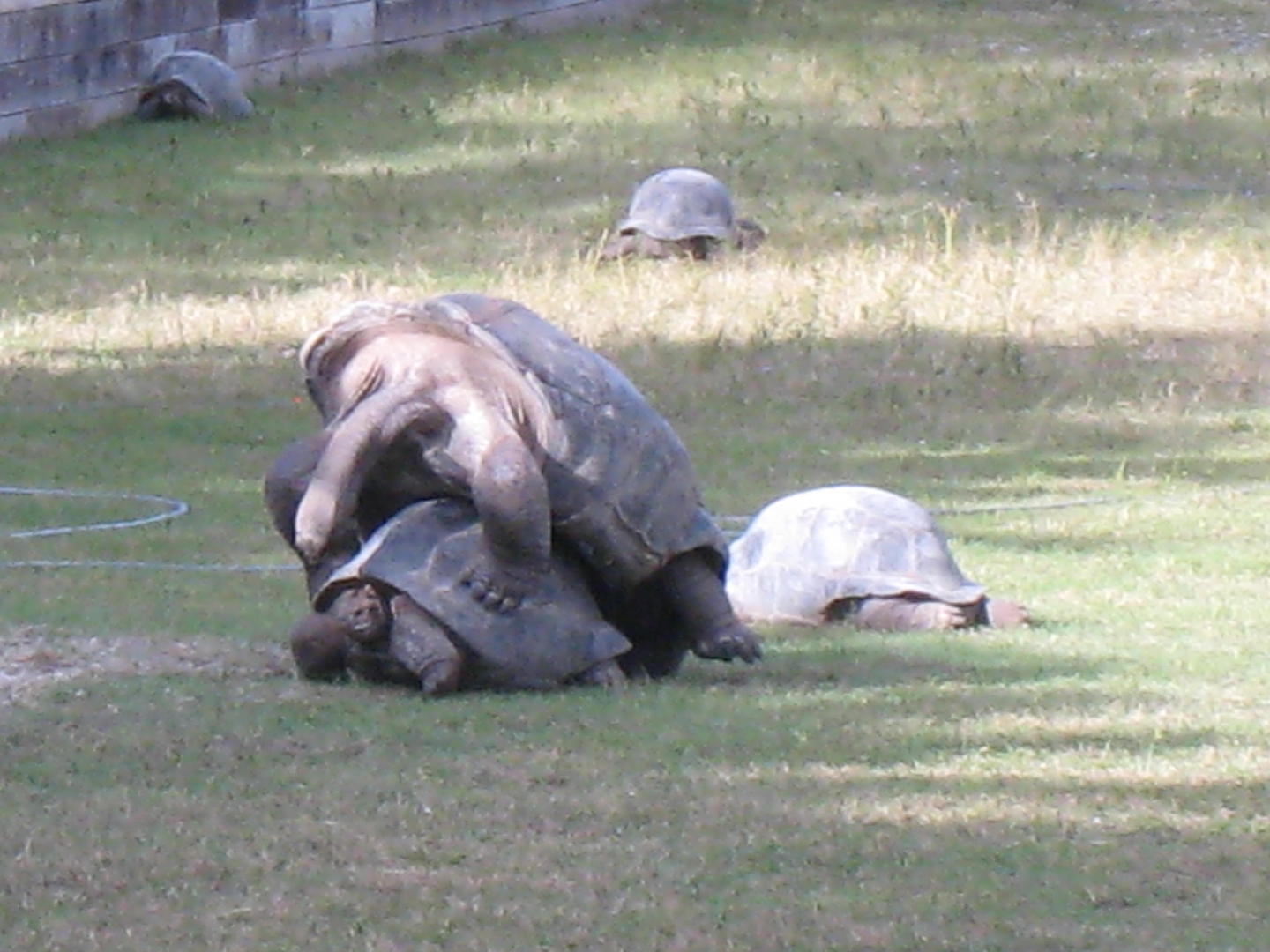 ALDABRA BREEDER