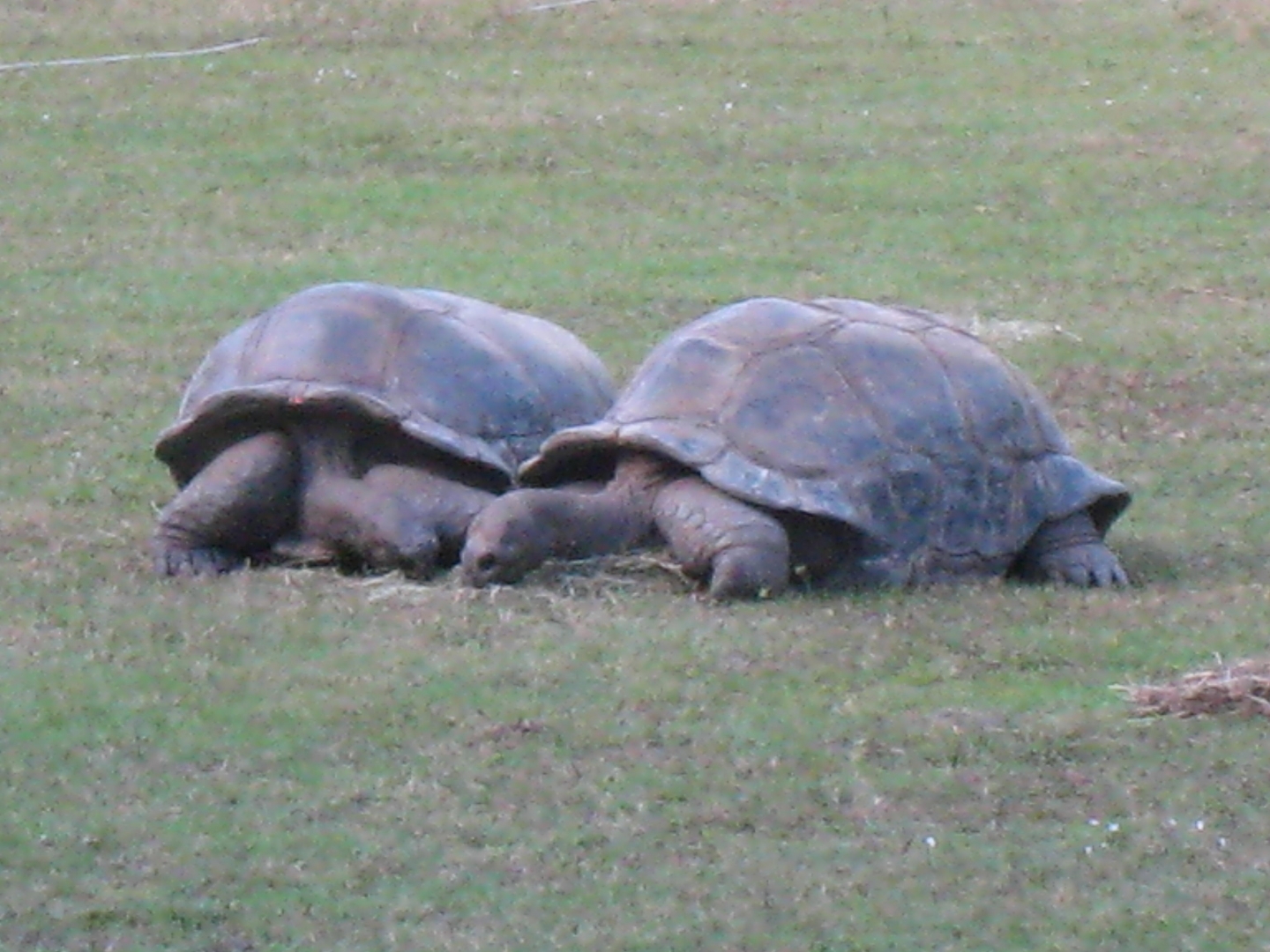 ALDABRA BREEDER