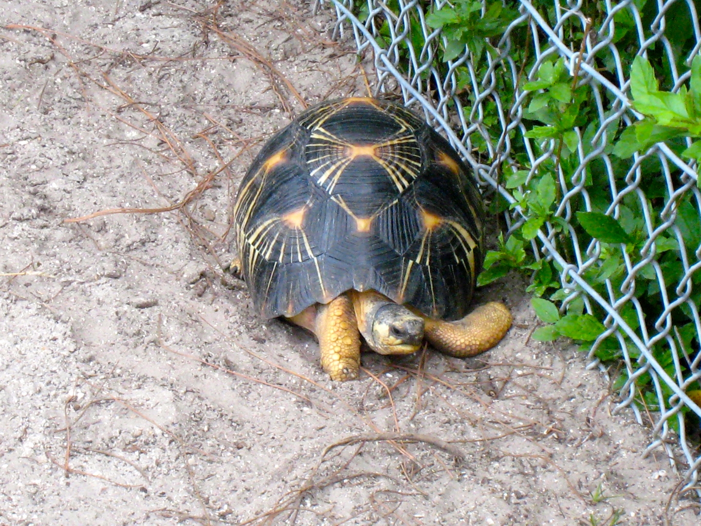 ALDABRA BREEDER