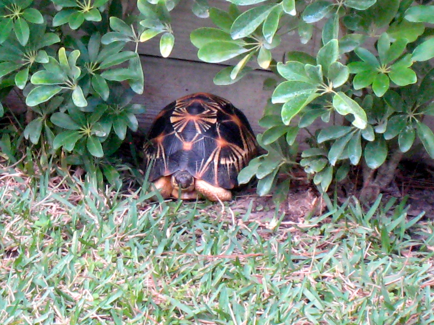 ALDABRA BREEDER