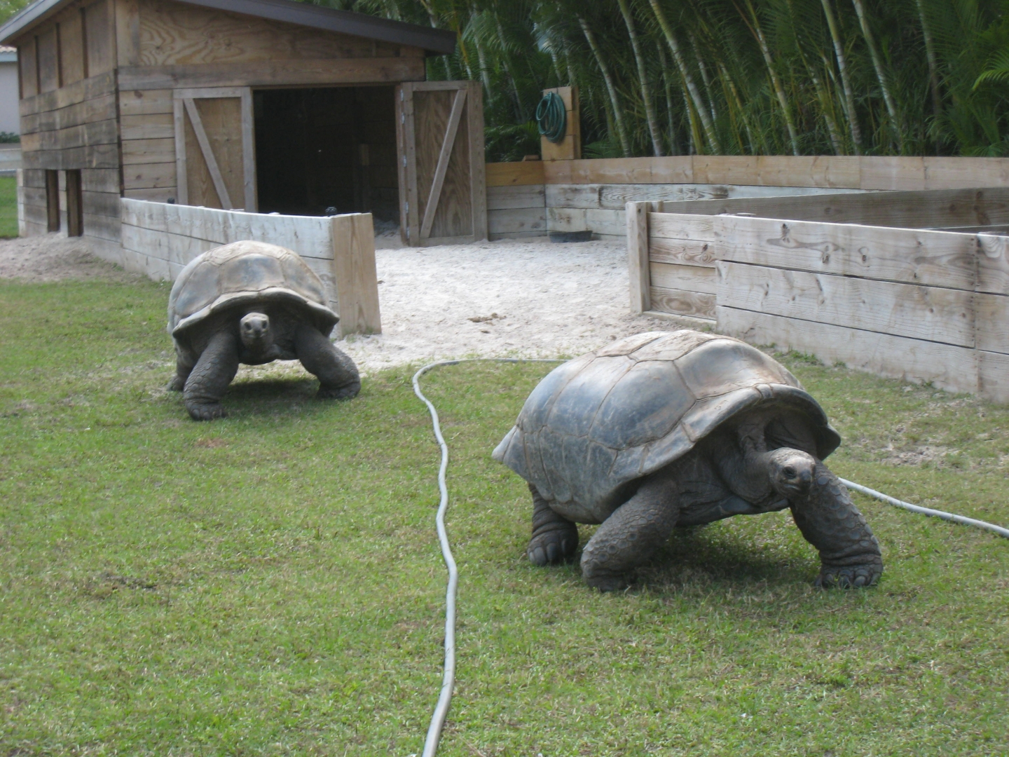 ALDABRA BREEDER