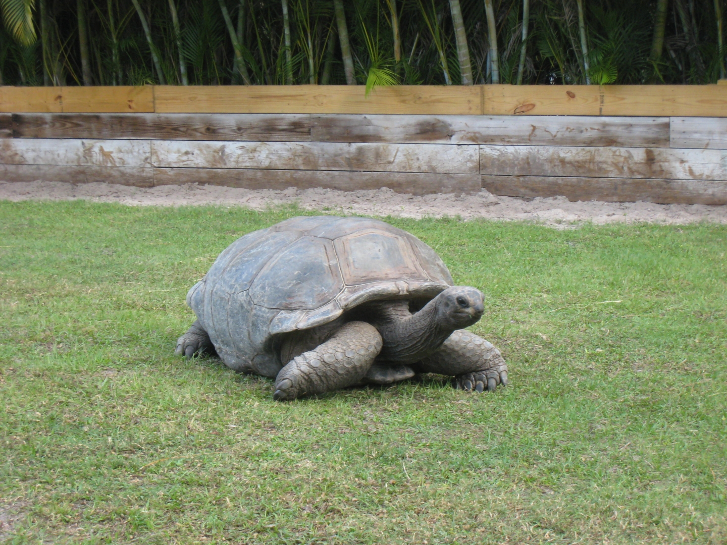 ALDABRA BREEDER