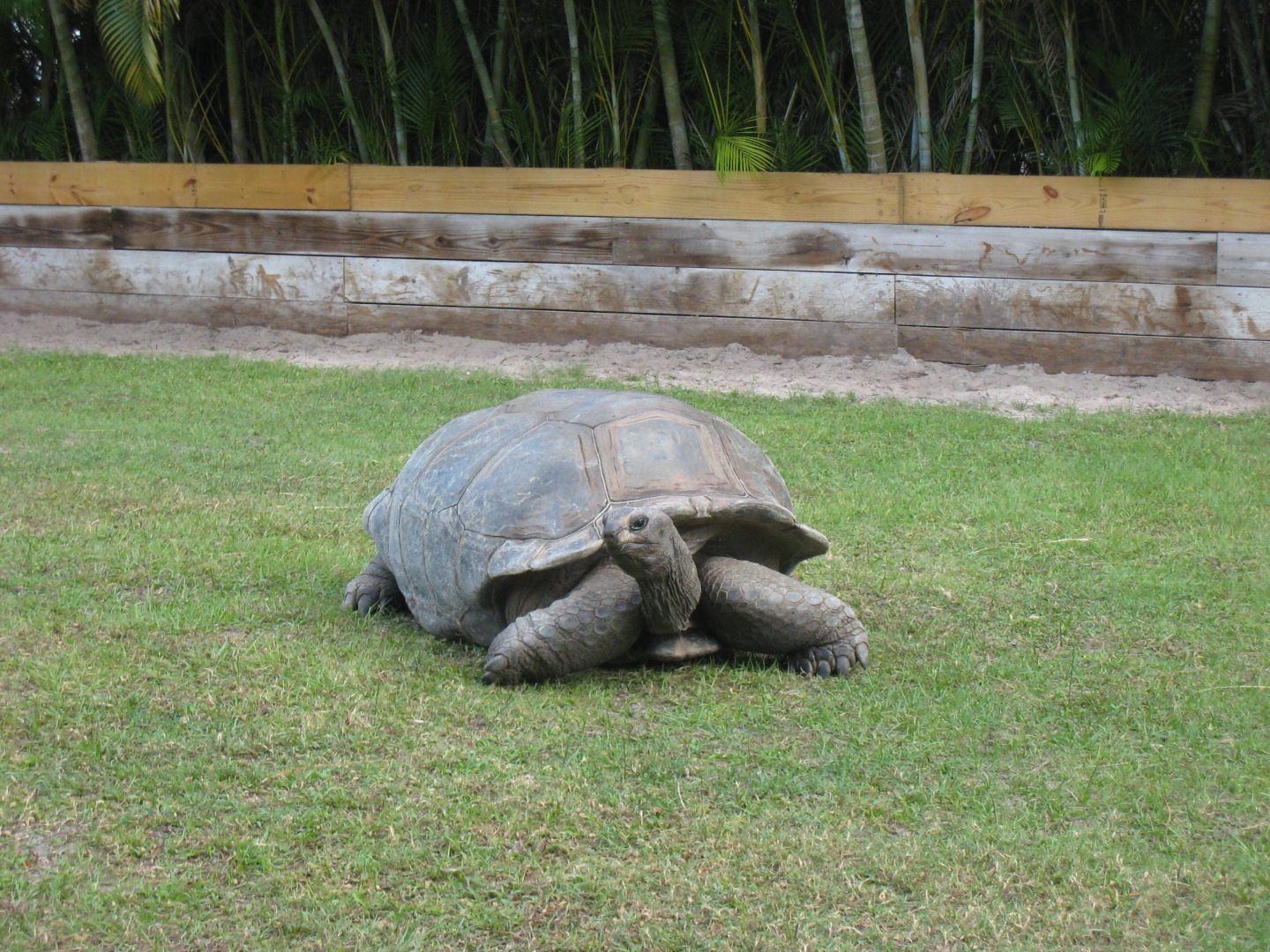 ALDABRA BREEDER