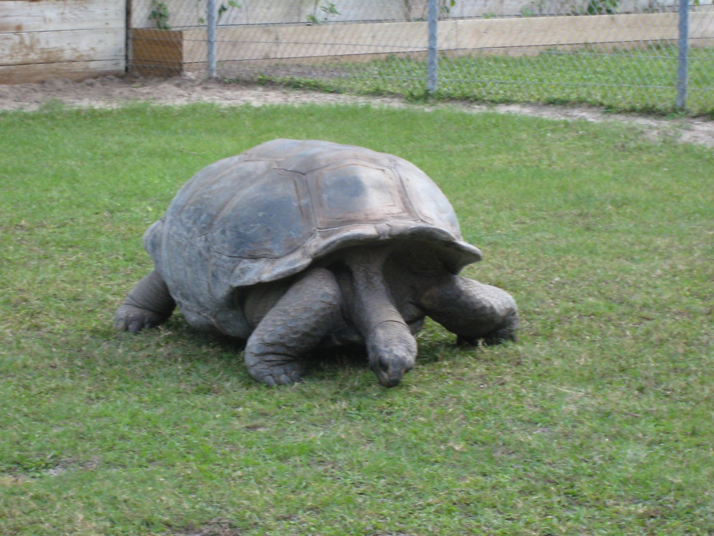 ALDABRA BREEDER