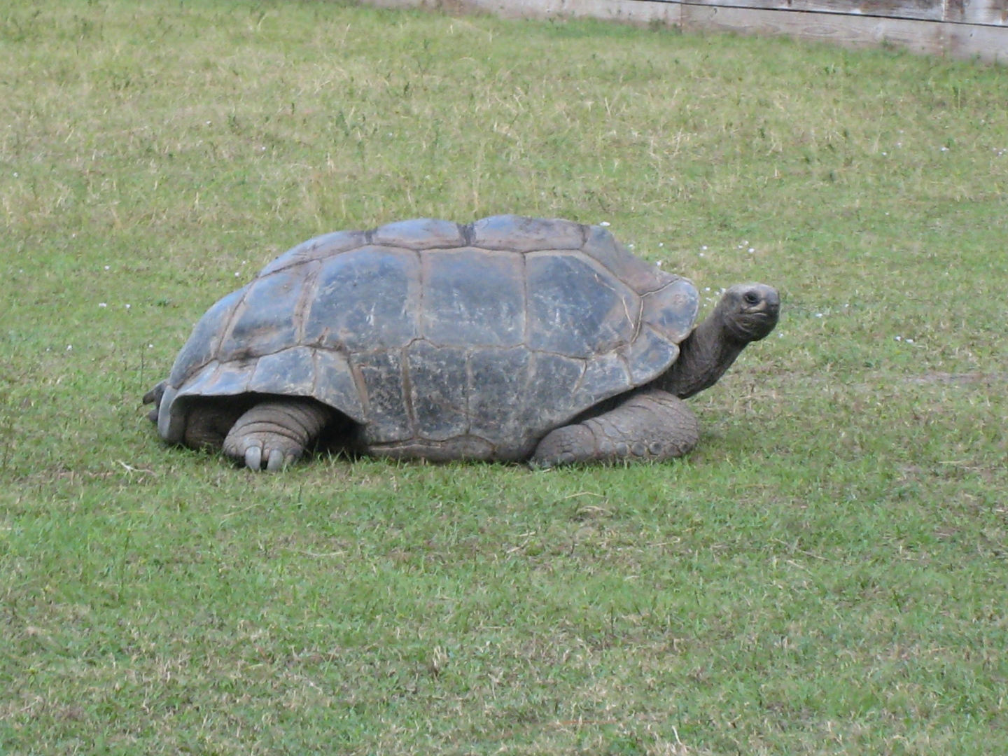 ALDABRA BREEDER