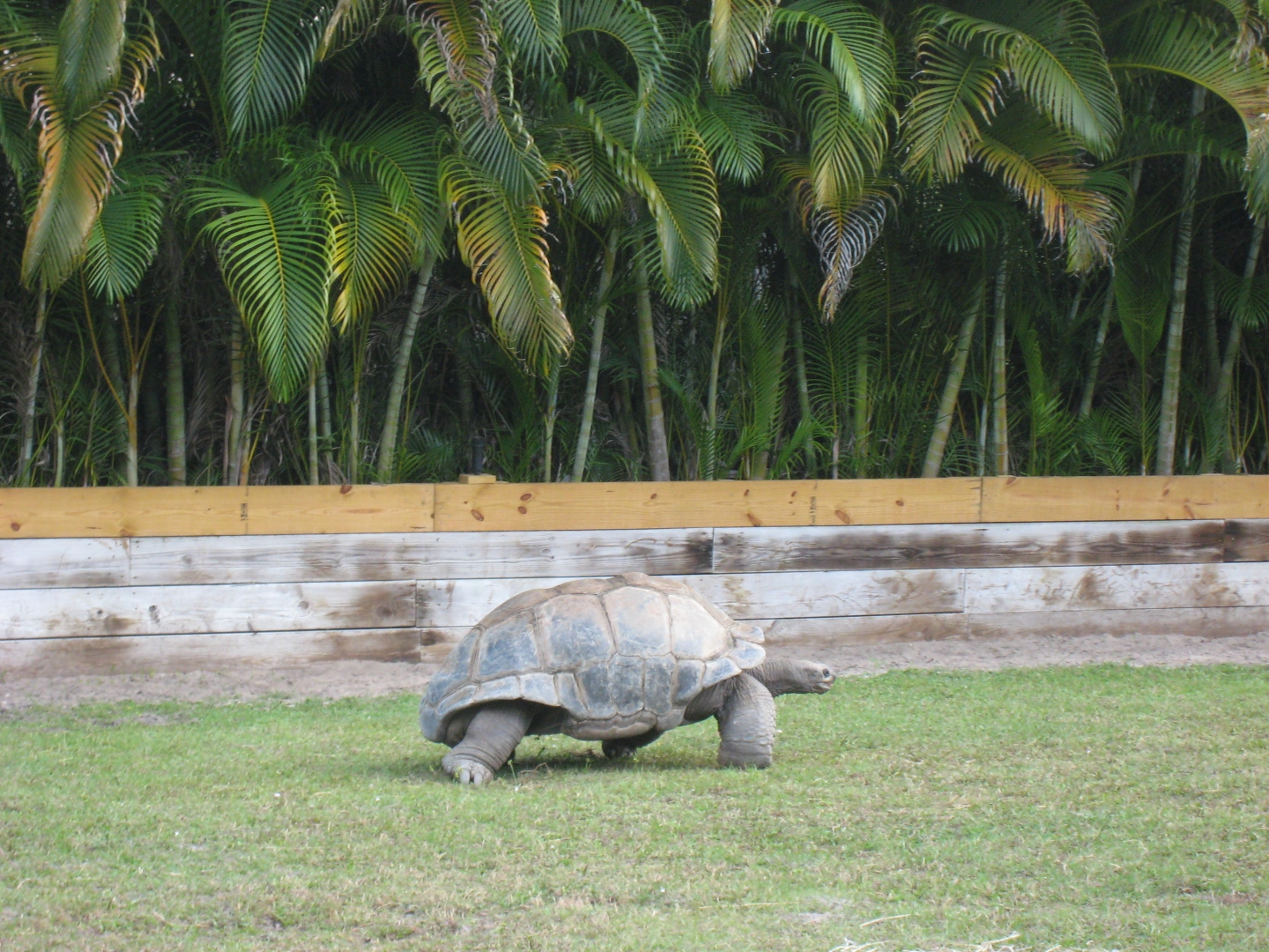 ALDABRA BREEDER