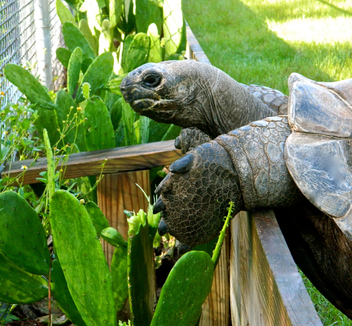 ALDABRA BREEDER