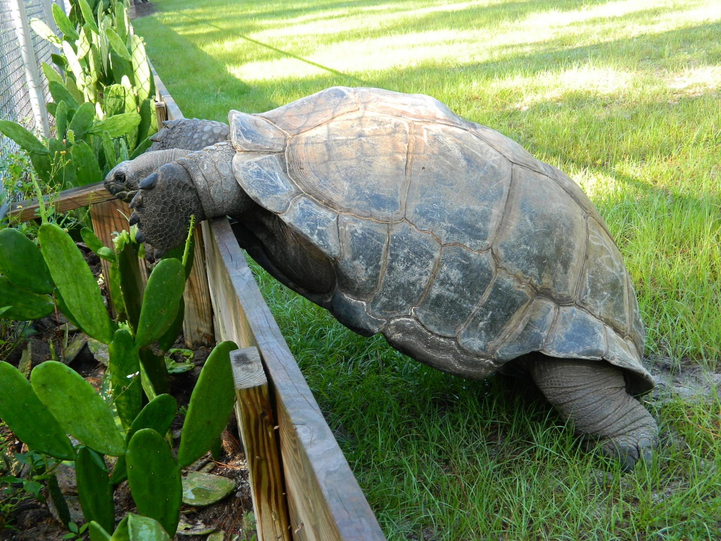 ALDABRA BREEDER