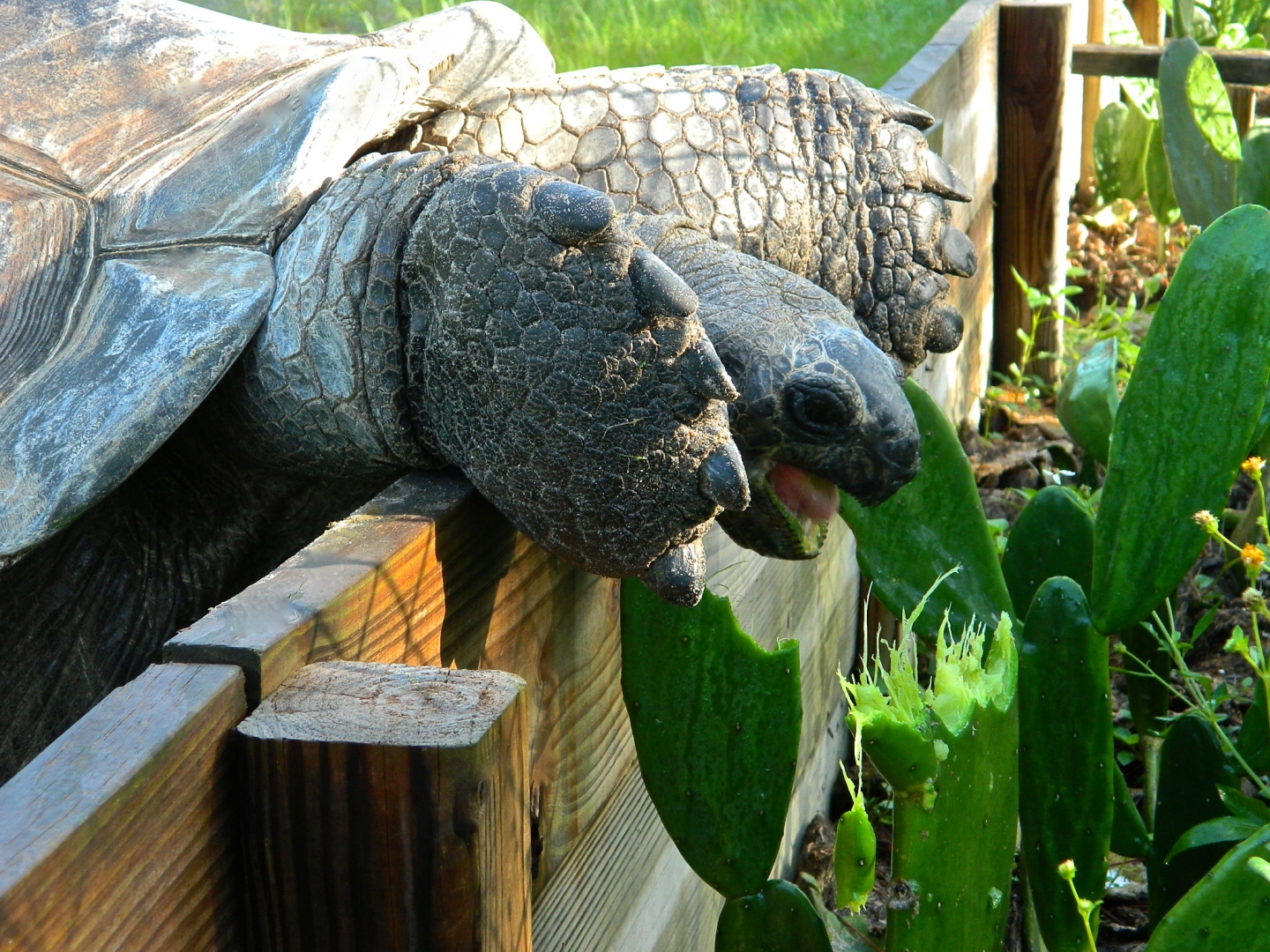 ALDABRA BREEDER