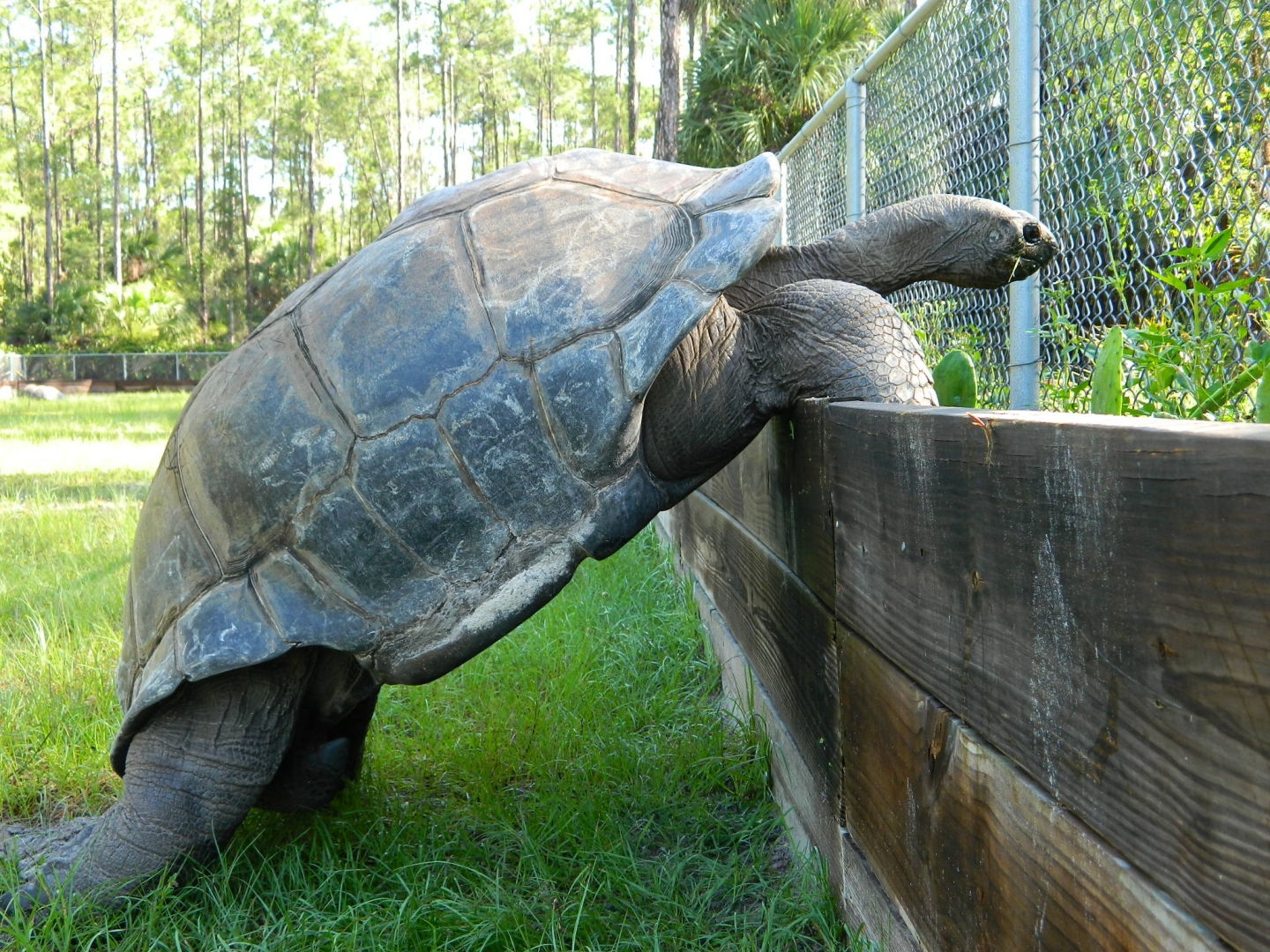 ALDABRA BREEDER