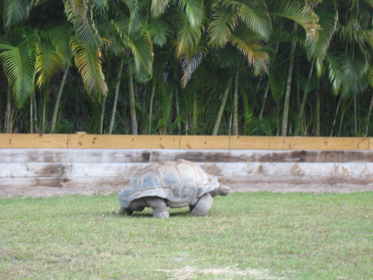 ALDABRA BREEDER