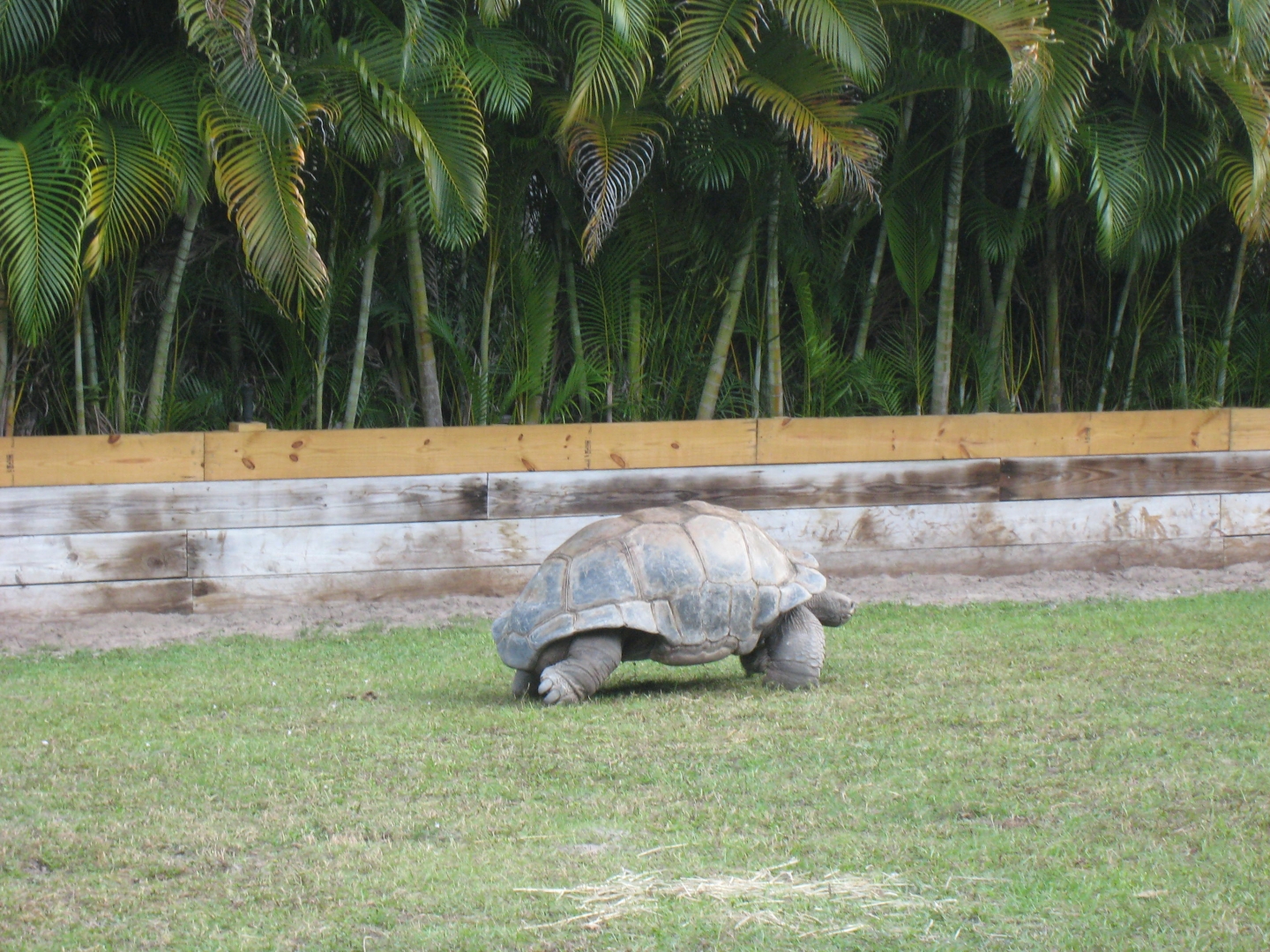ALDABRA BREEDER