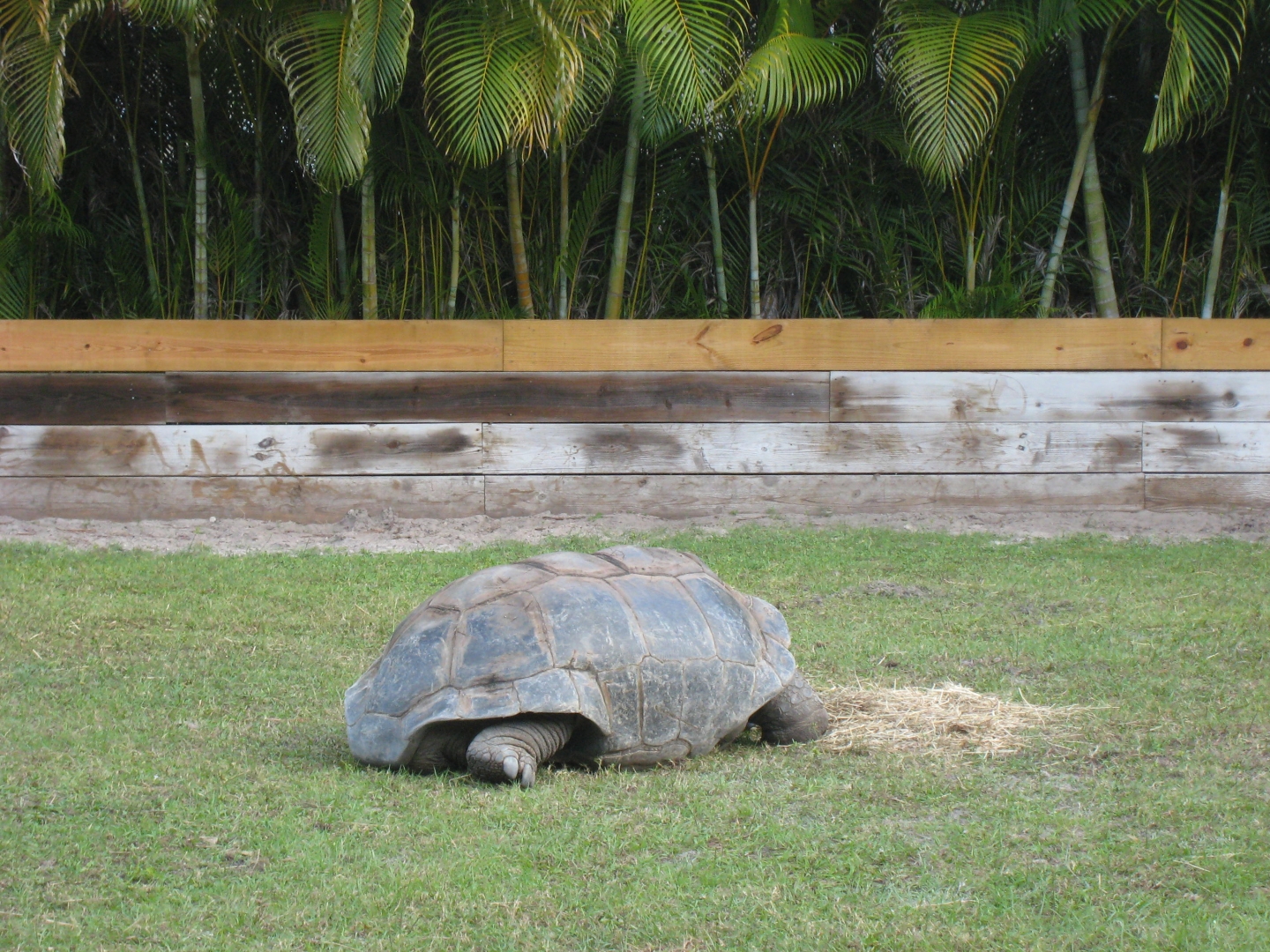 ALDABRA BREEDER
