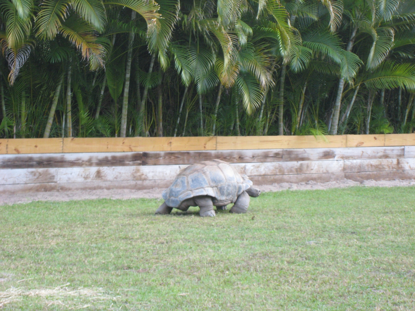 ALDABRA BREEDER