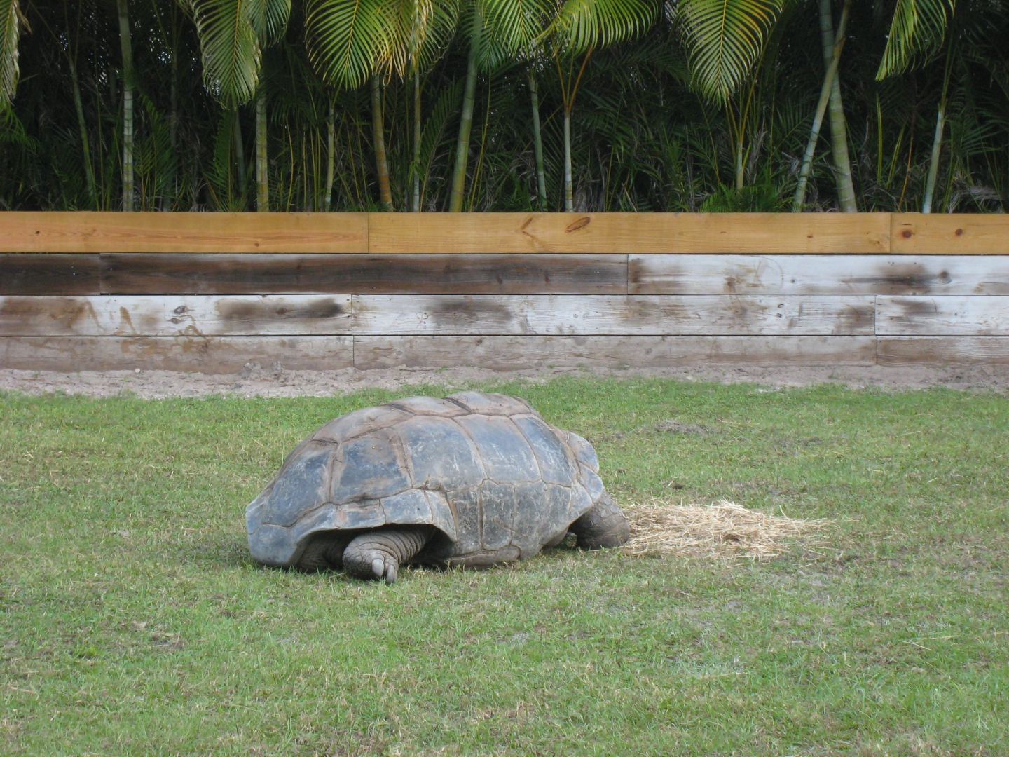 ALDABRA BREEDER