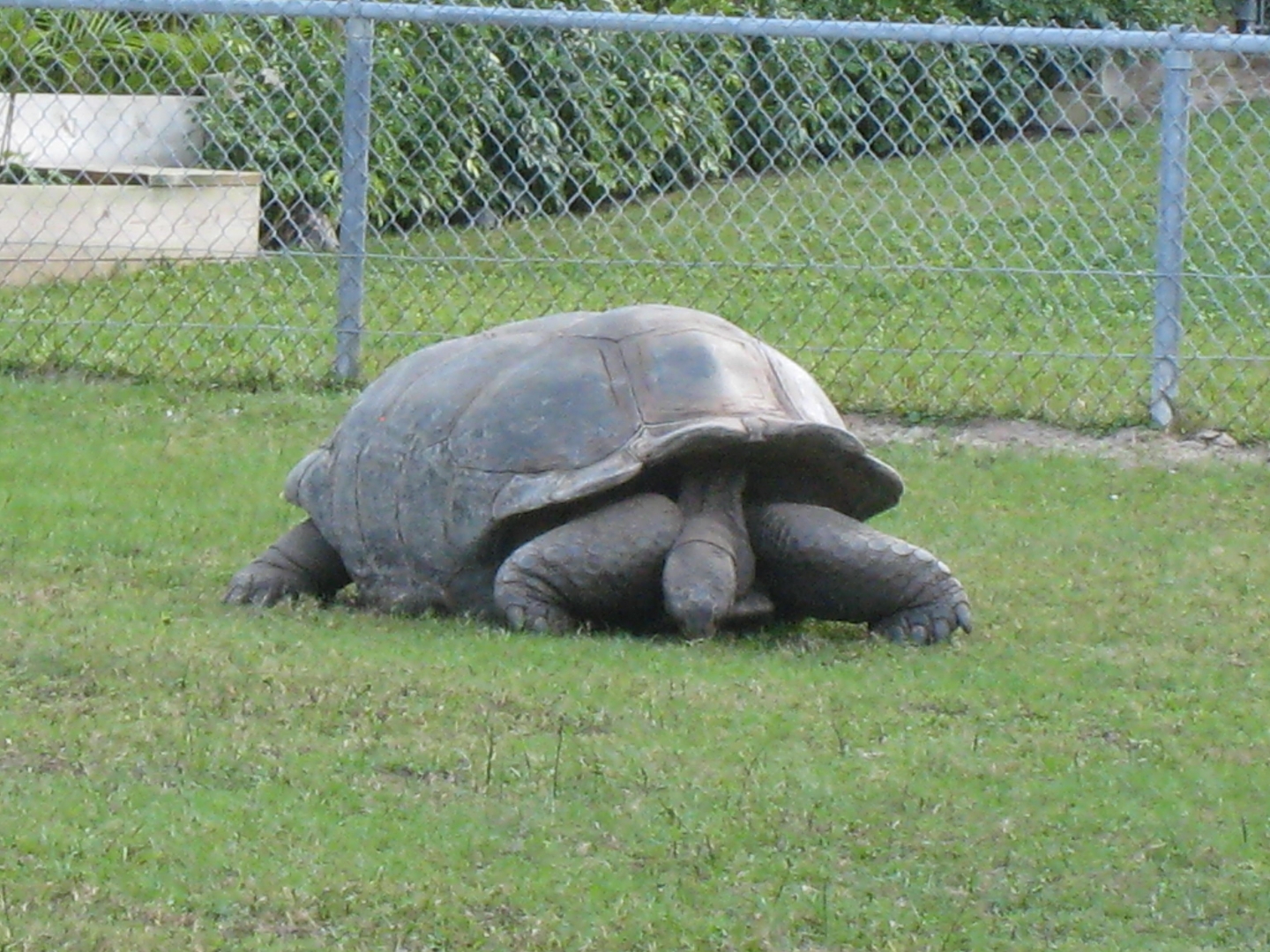 ALDABRA BREEDER