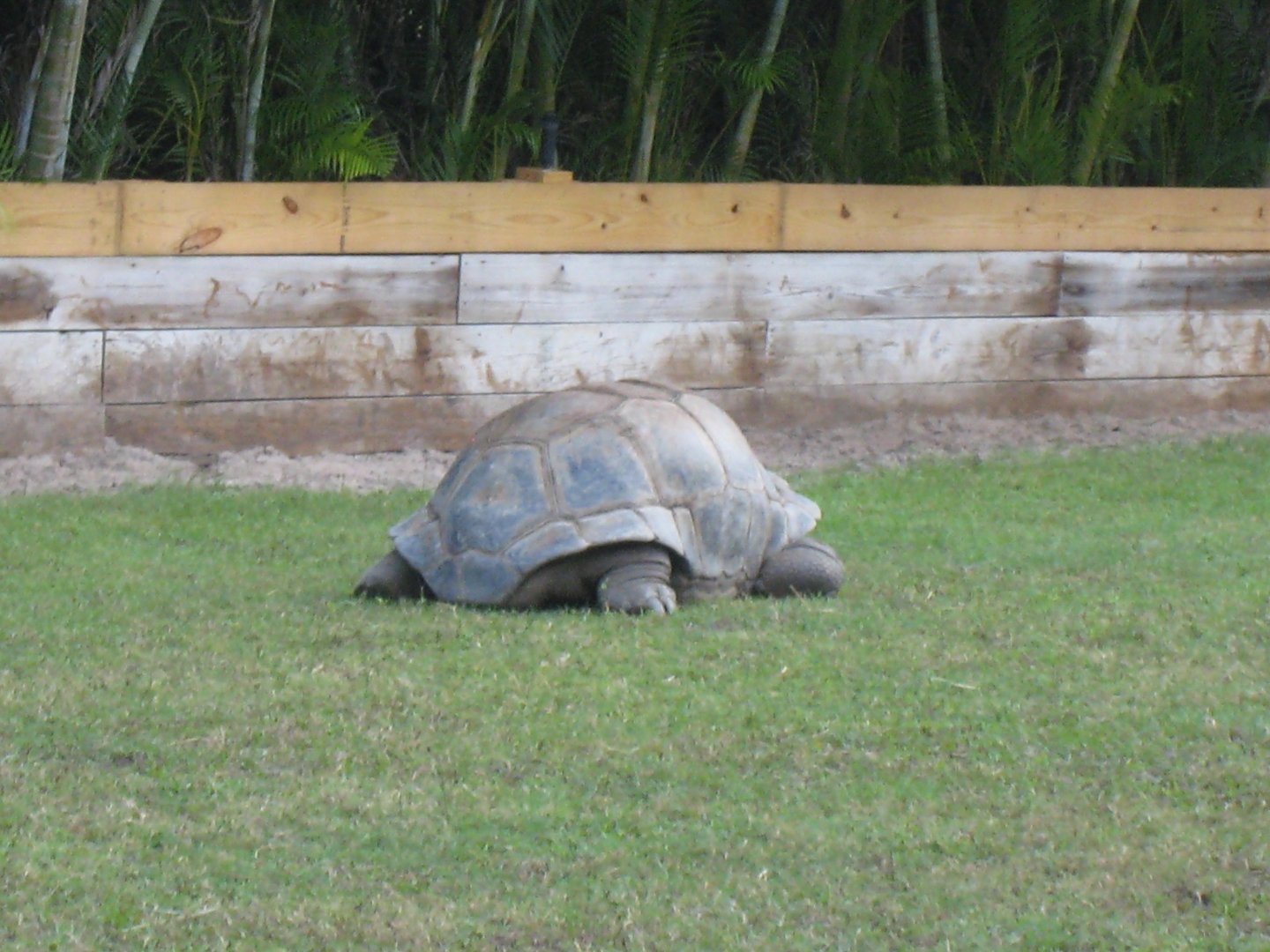ALDABRA BREEDER