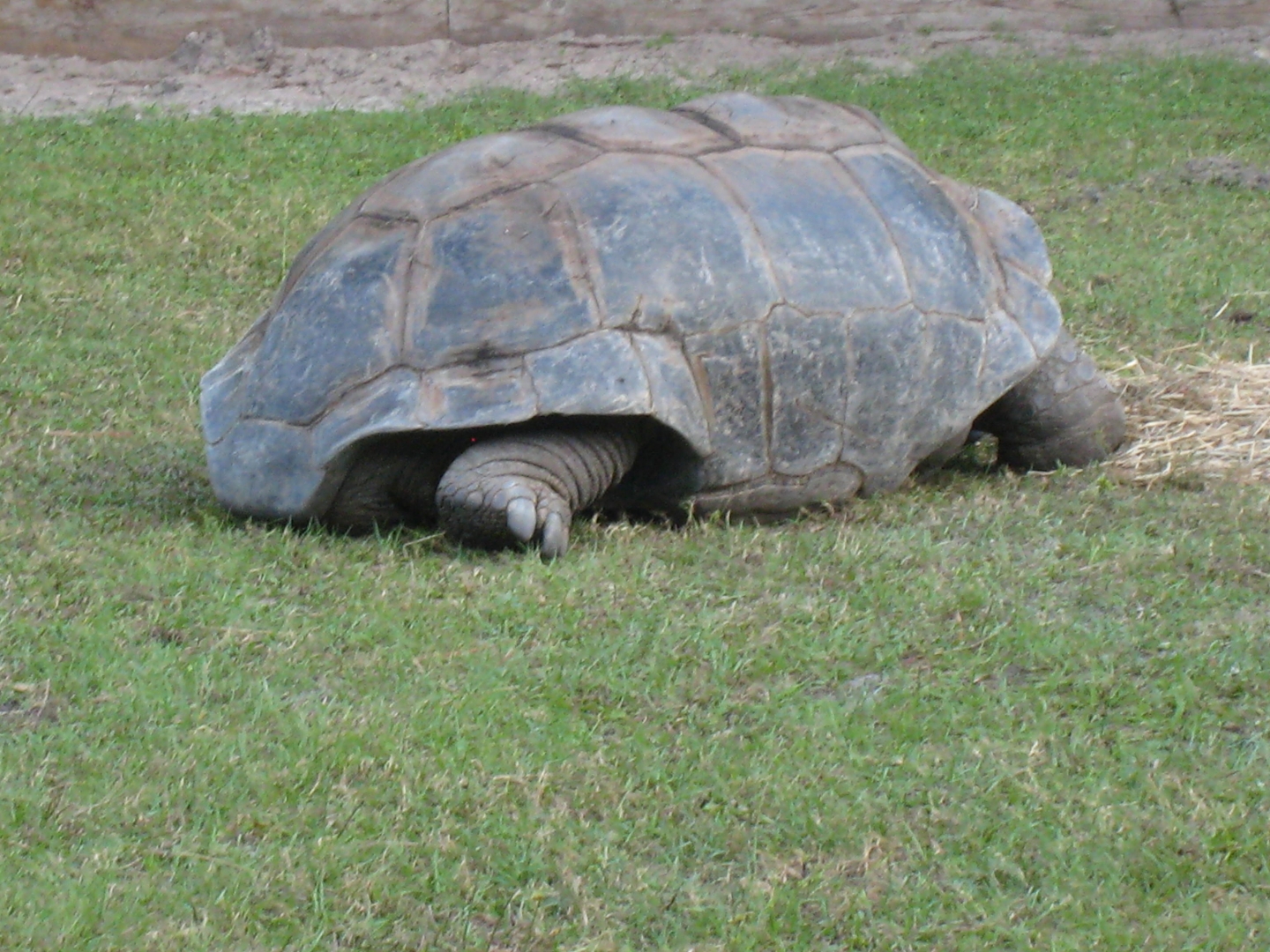 ALDABRA BREEDER