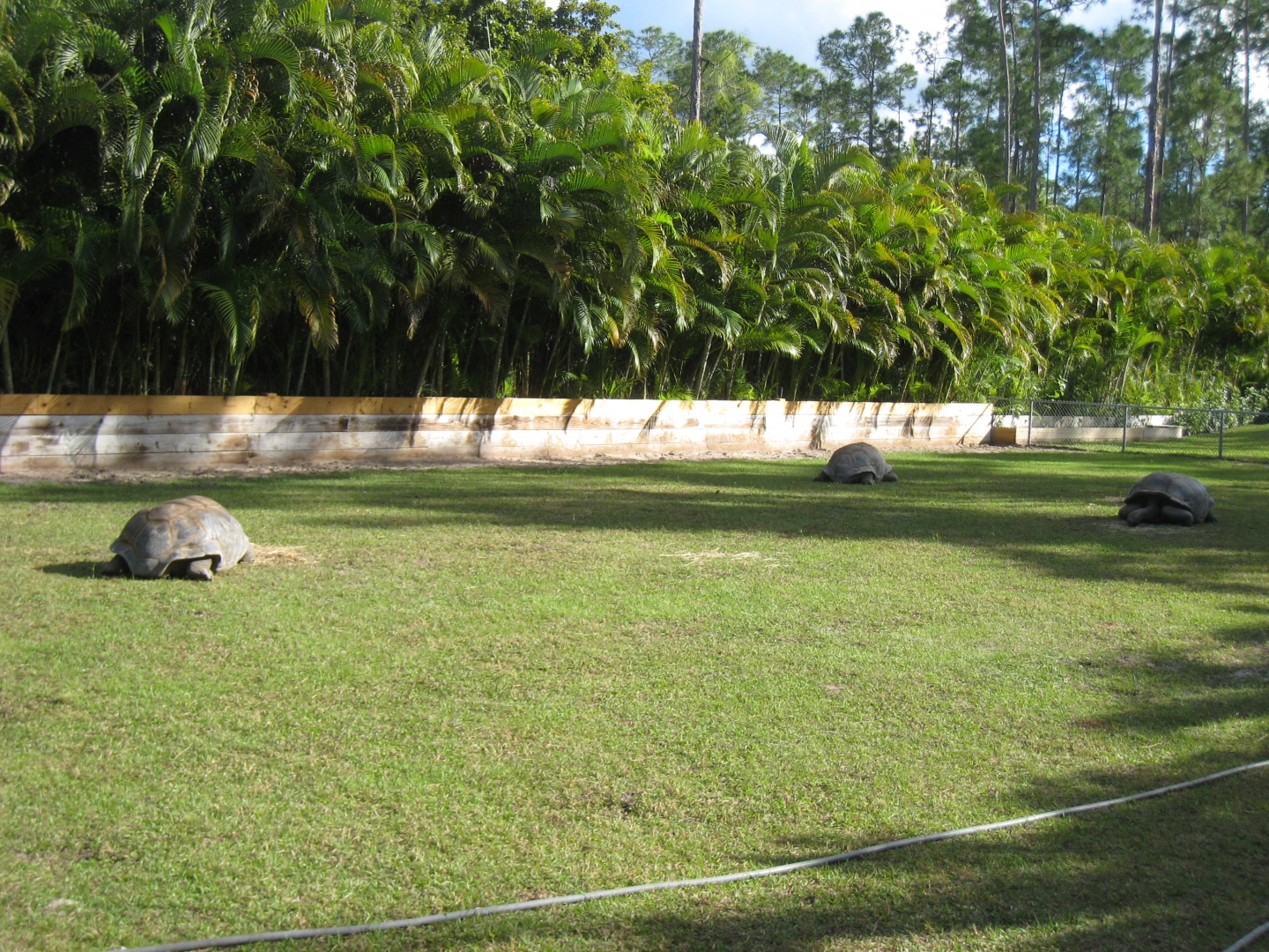 ALDABRA BREEDER