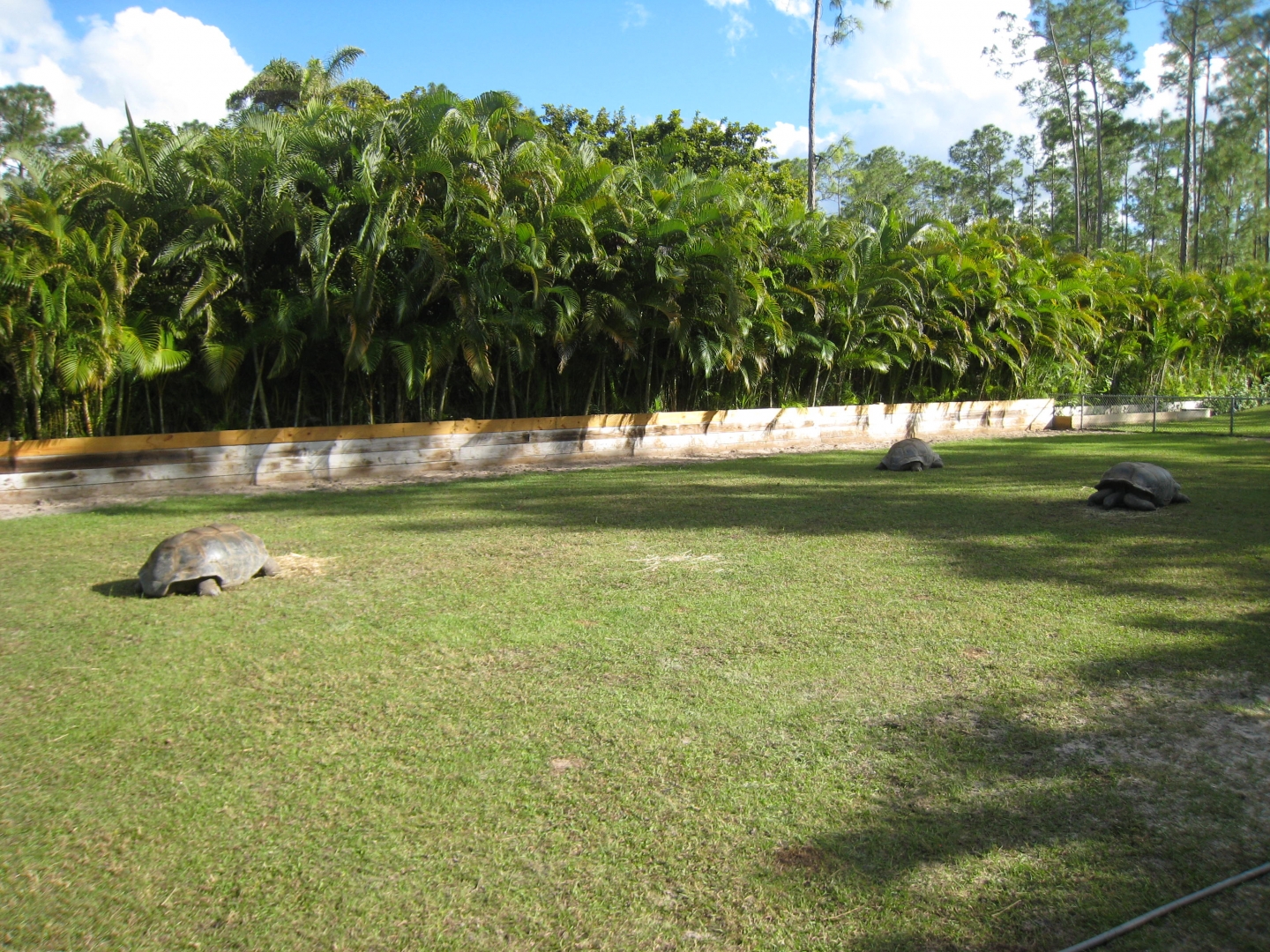 ALDABRA BREEDER
