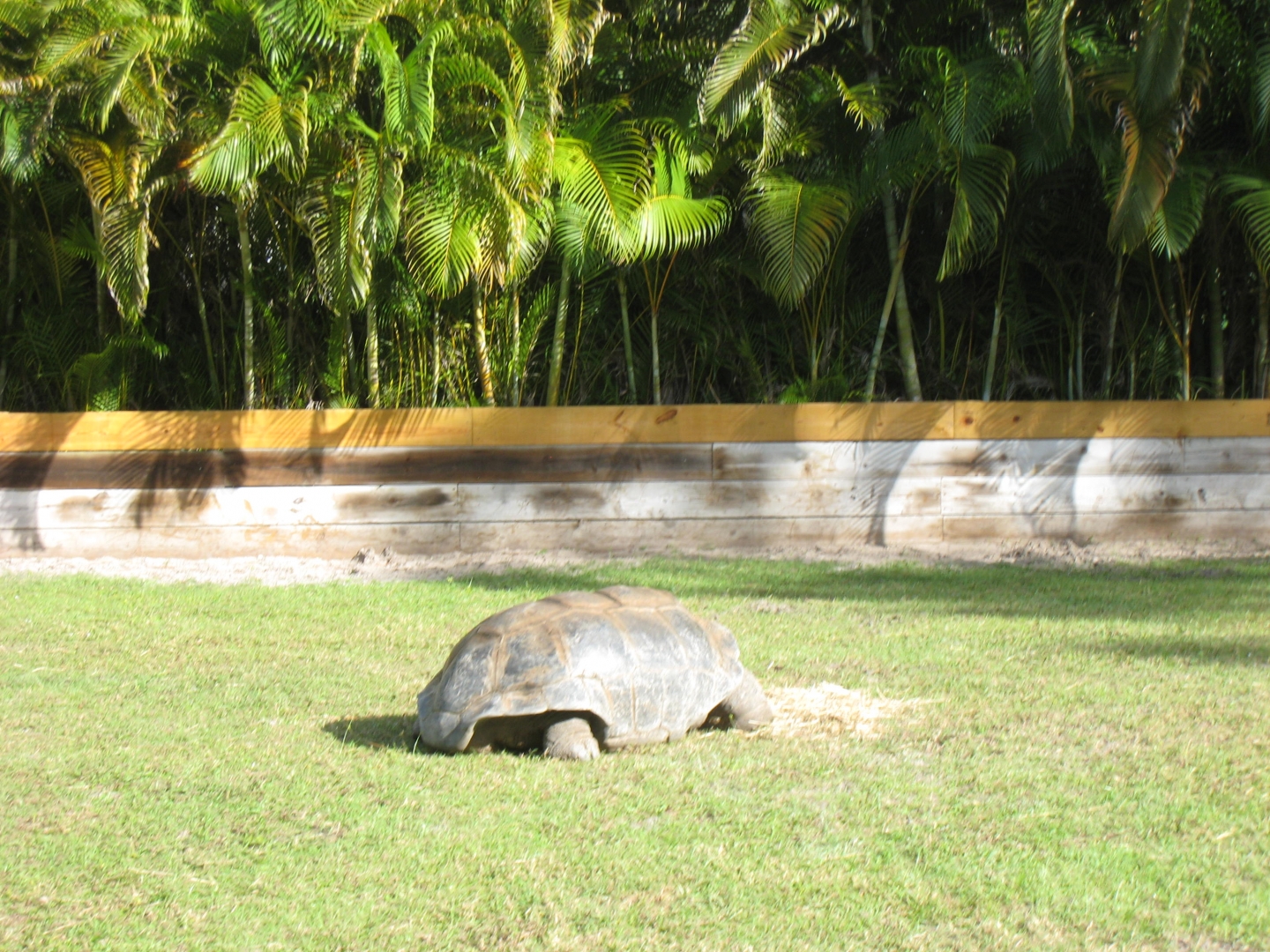 ALDABRA BREEDER