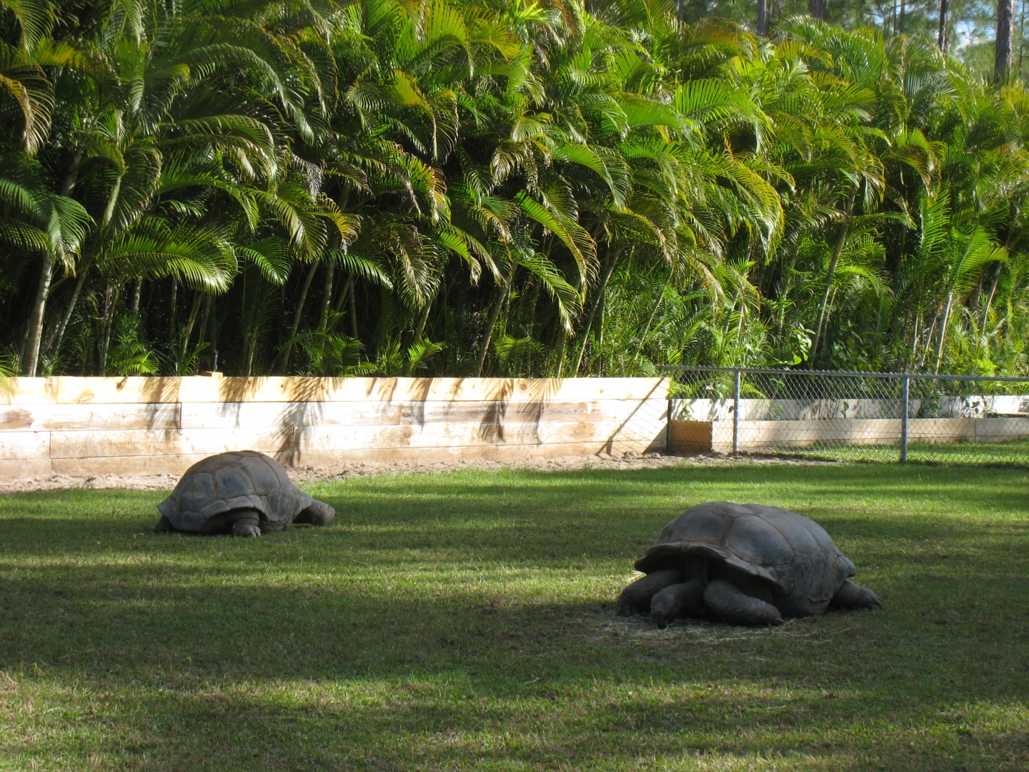 ALDABRA BREEDER