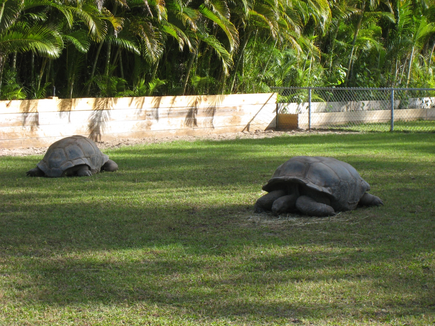 ALDABRA BREEDER