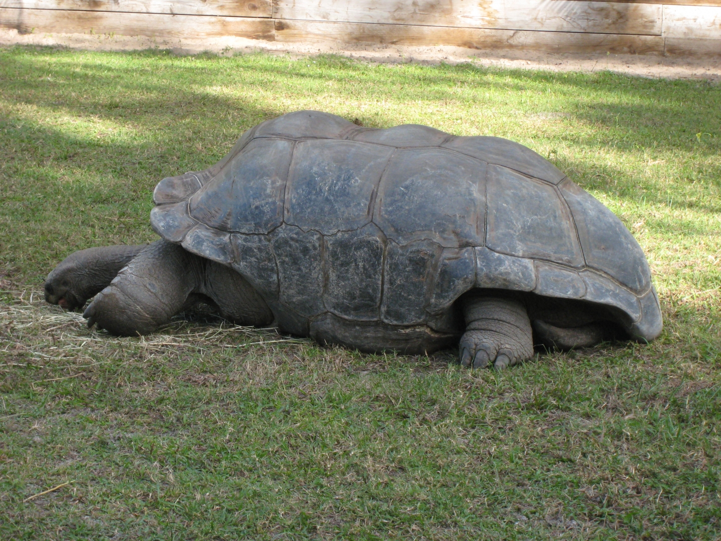 ALDABRA BREEDER