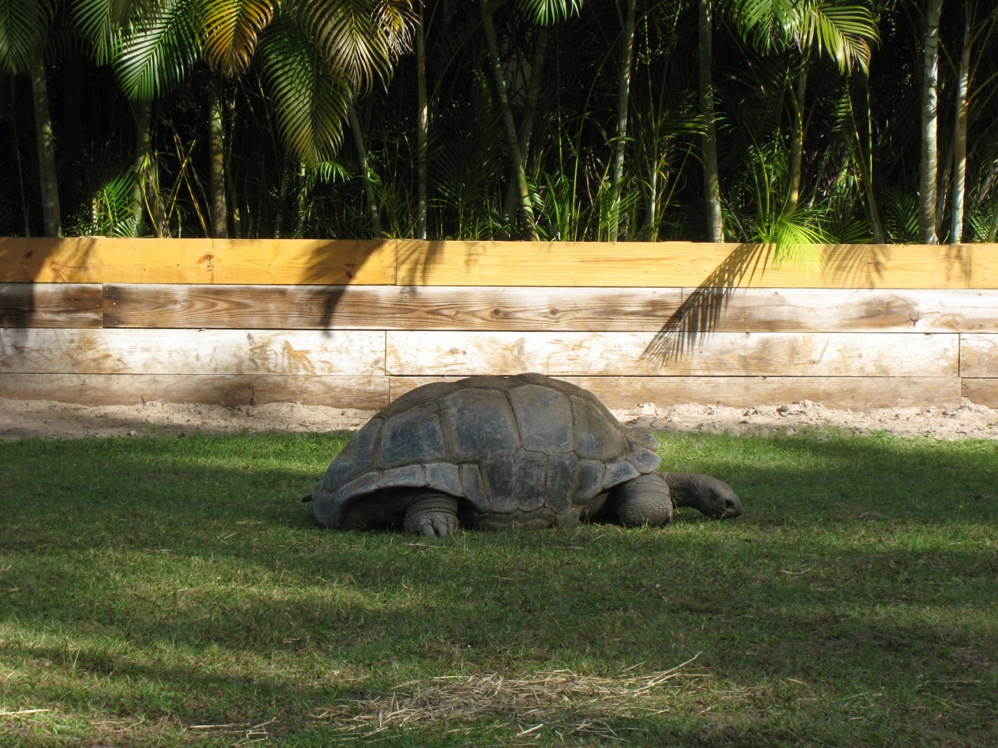 ALDABRA BREEDER