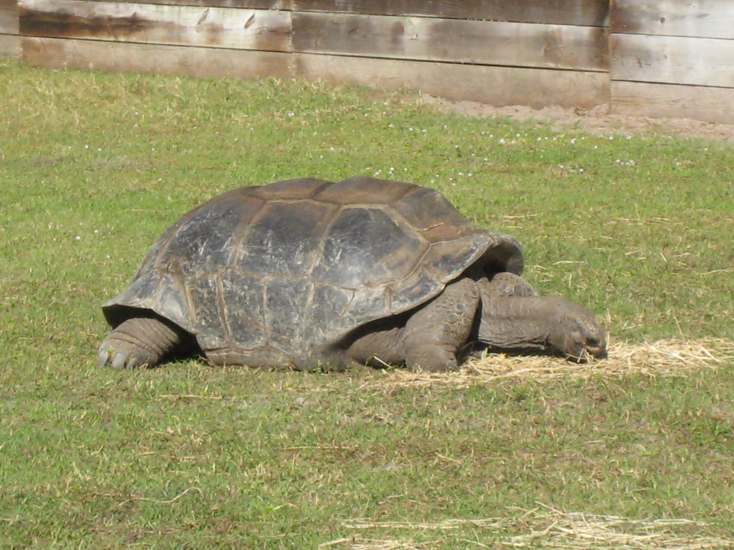 ALDABRA BREEDER