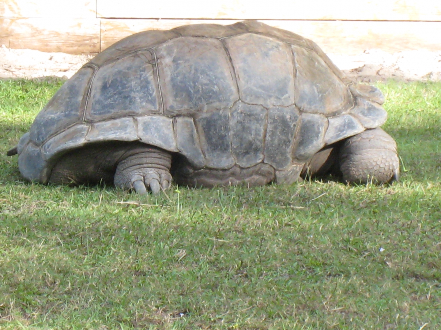 ALDABRA BREEDER