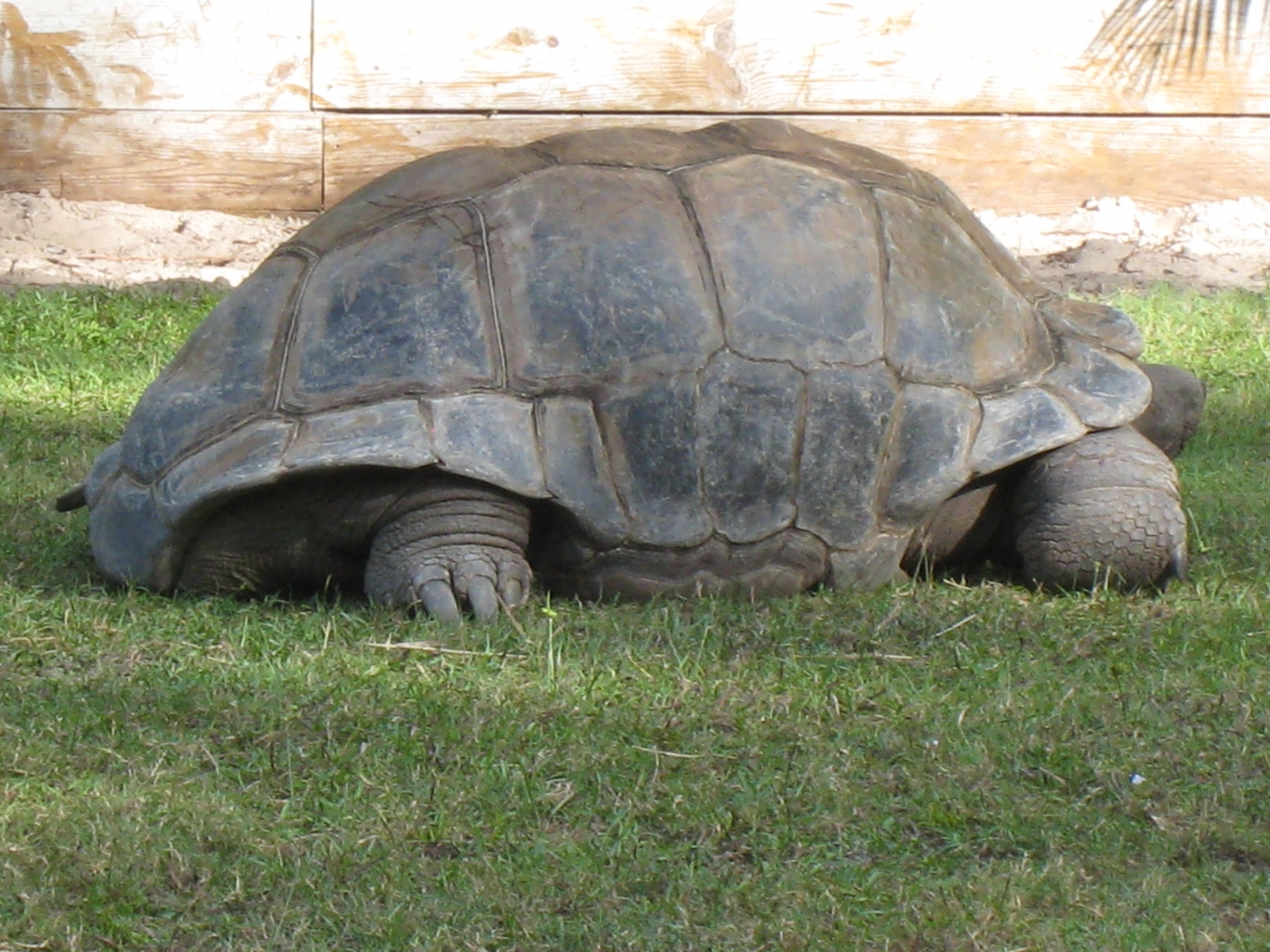 ALDABRA BREEDER