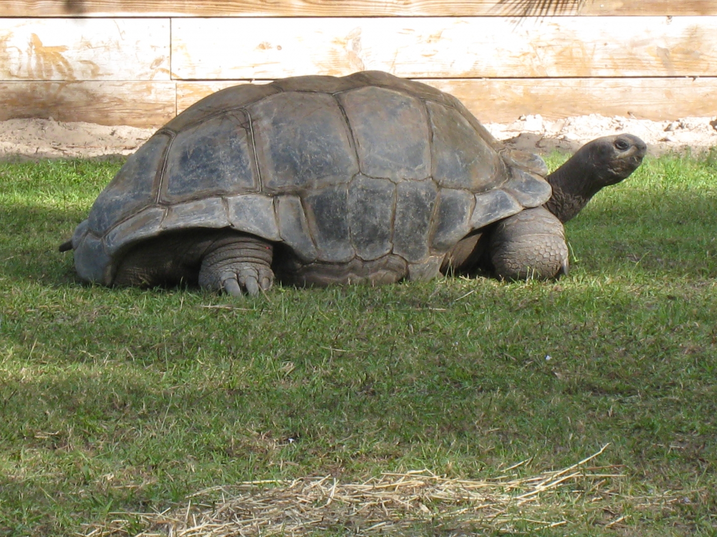 ALDABRA BREEDER