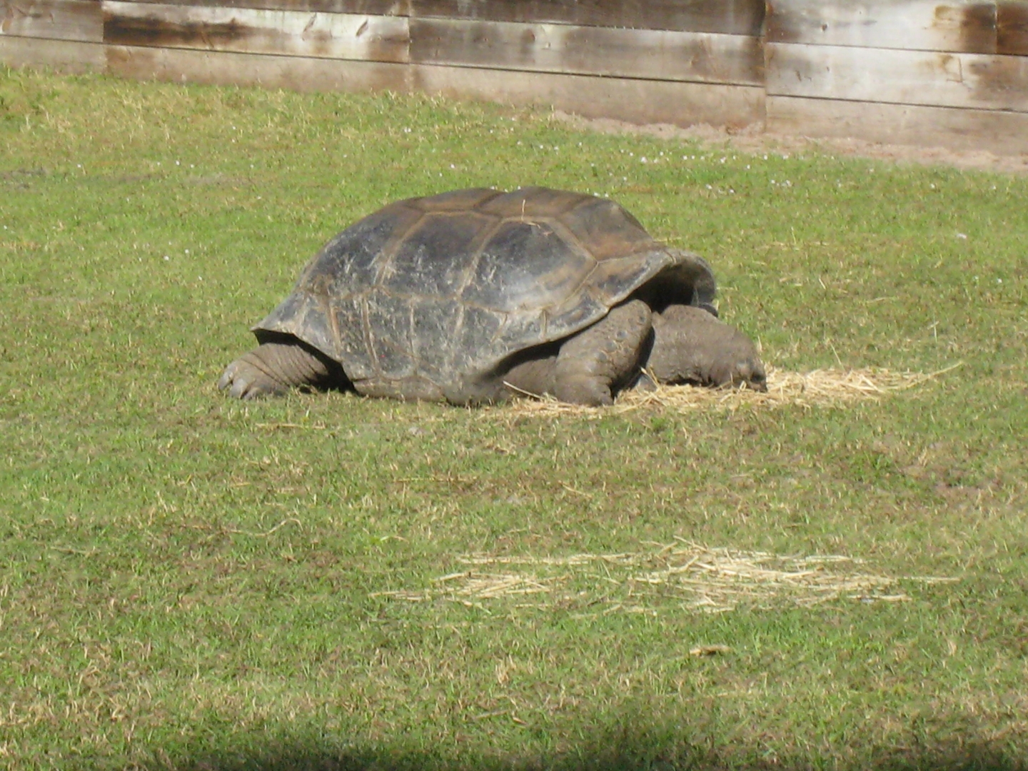 ALDABRA BREEDER