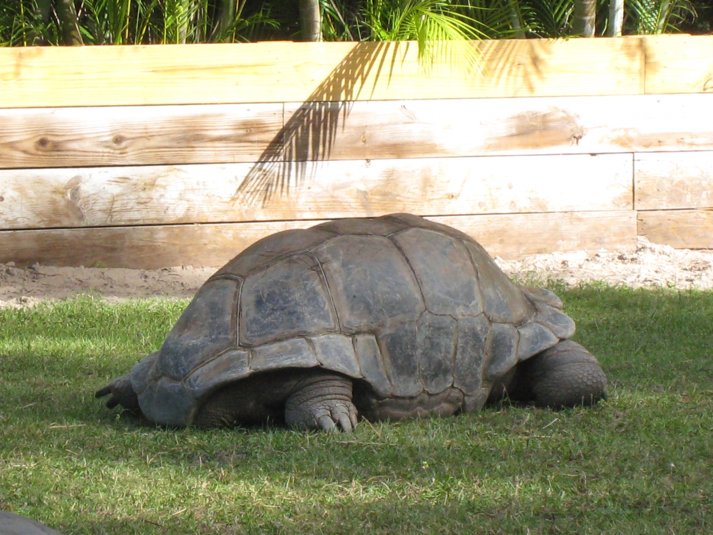 ALDABRA BREEDER