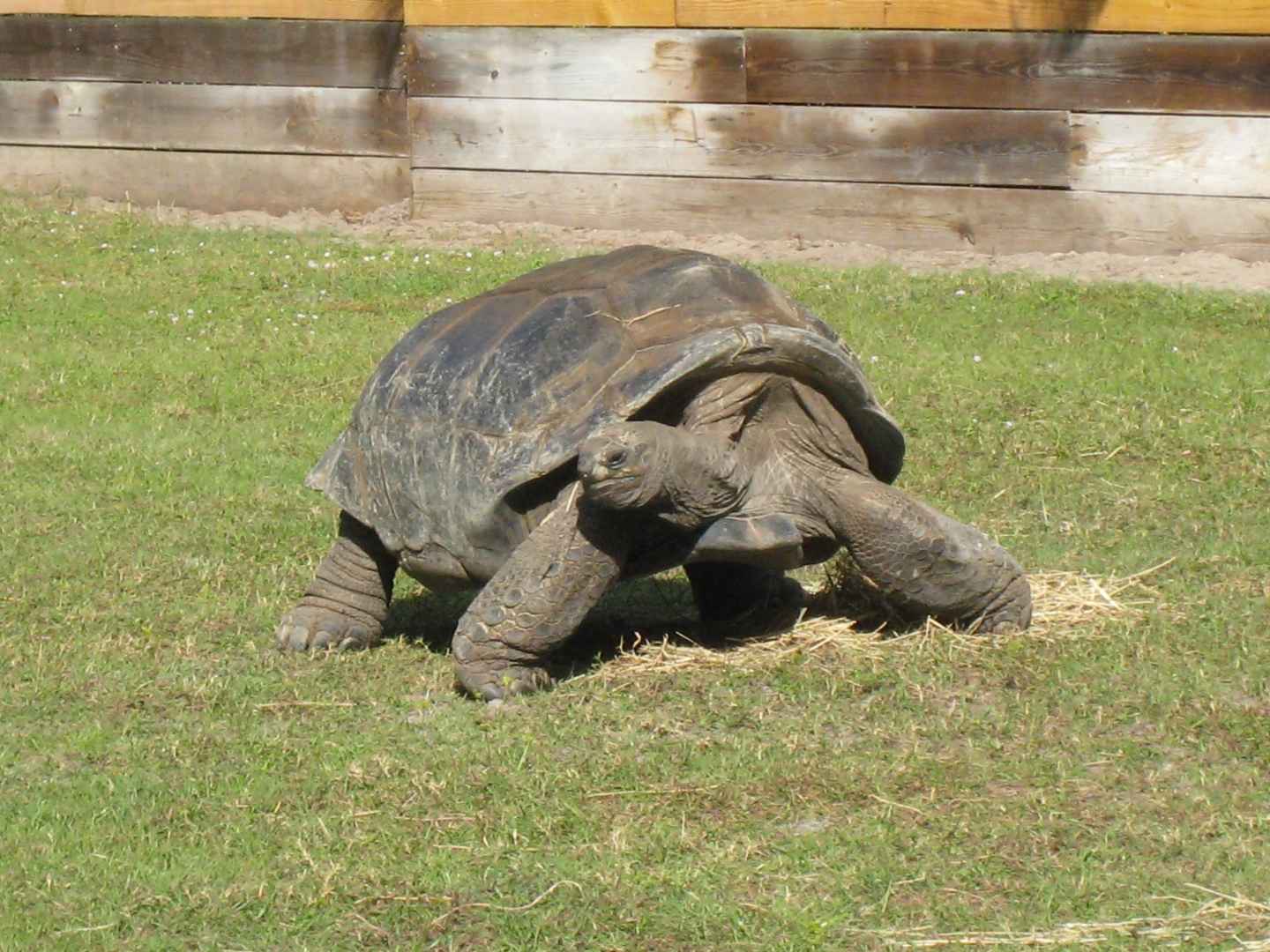 ALDABRA BREEDER