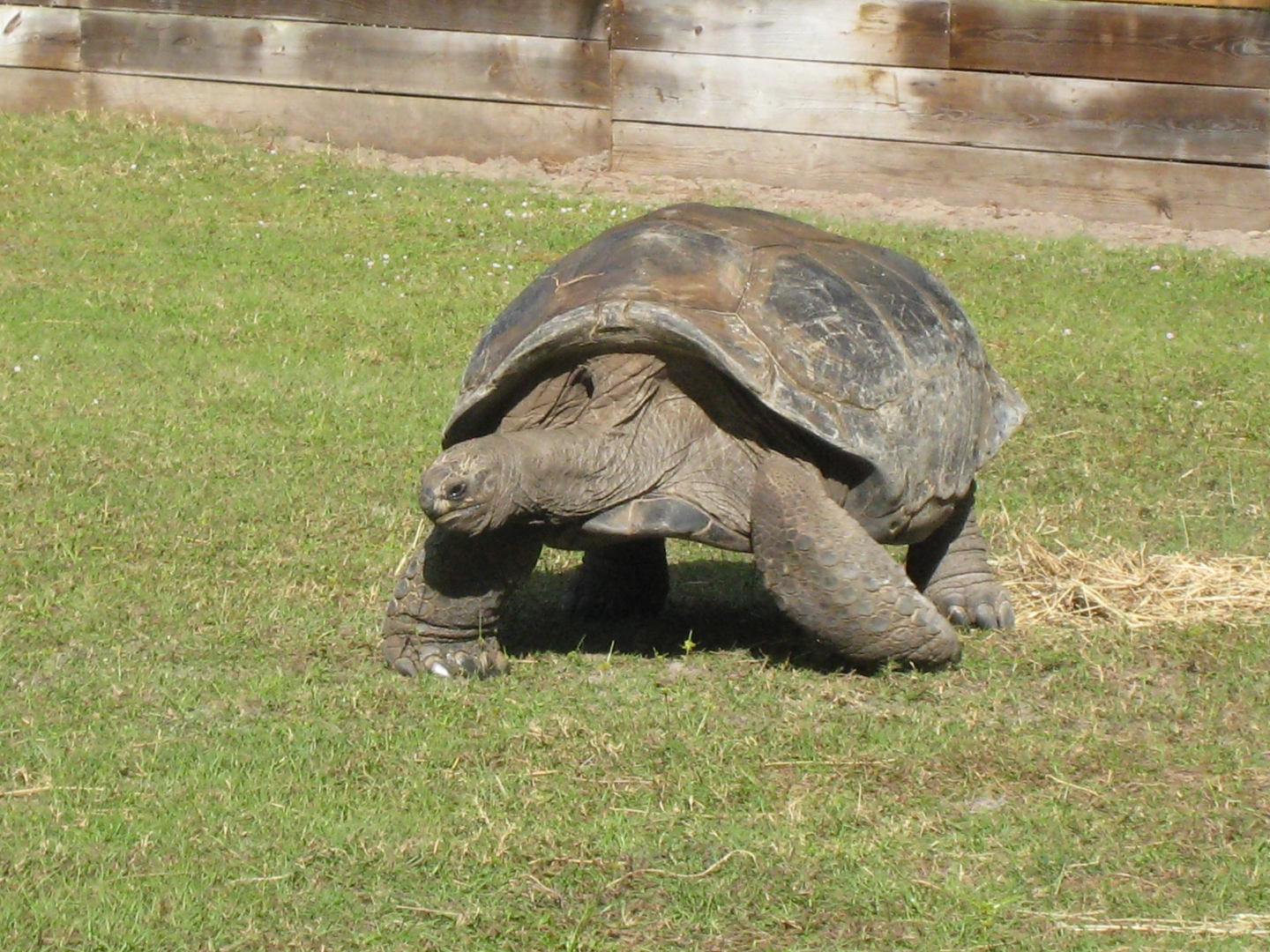 ALDABRA BREEDER