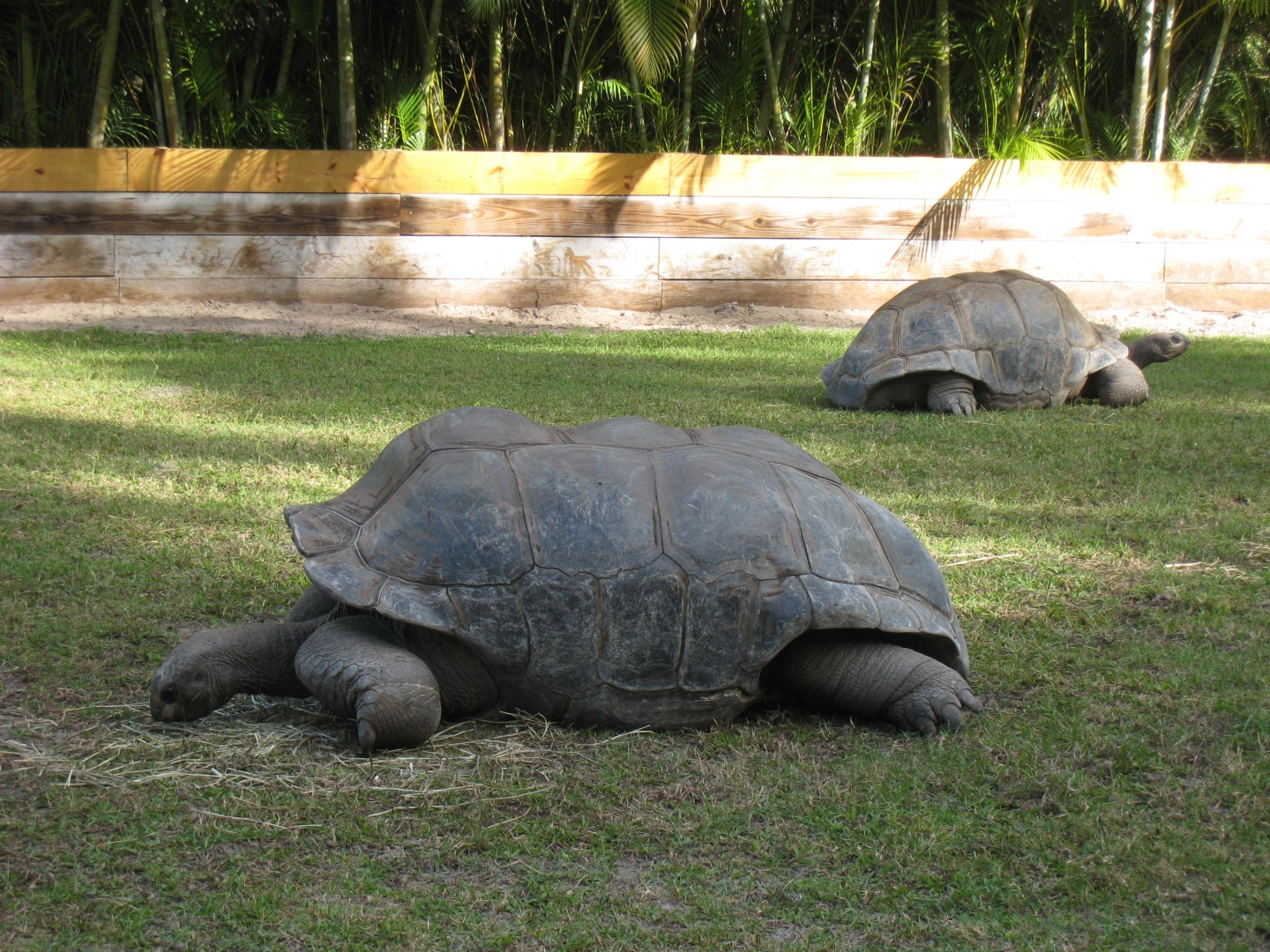 ALDABRA BREEDER