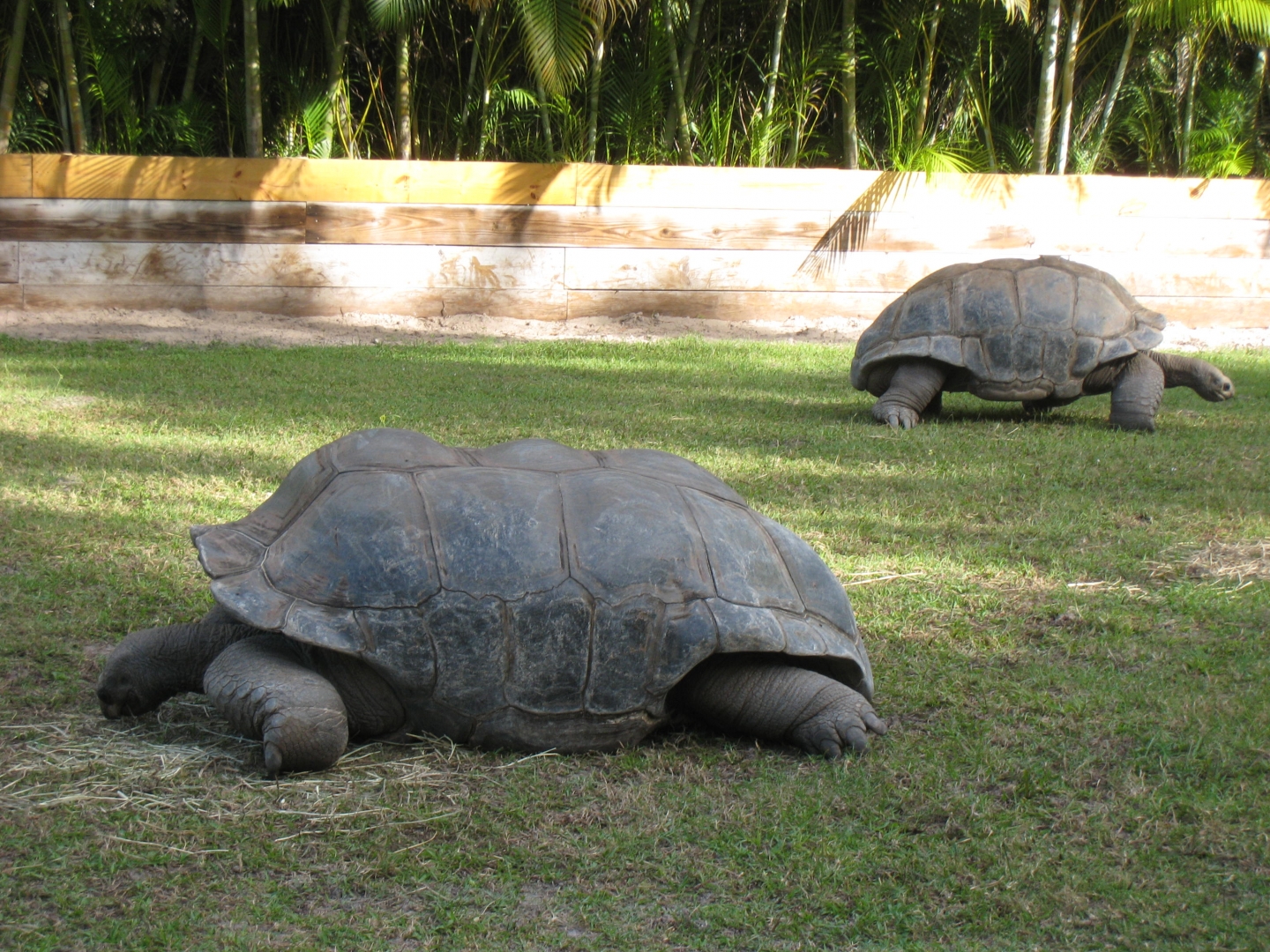 ALDABRA BREEDER