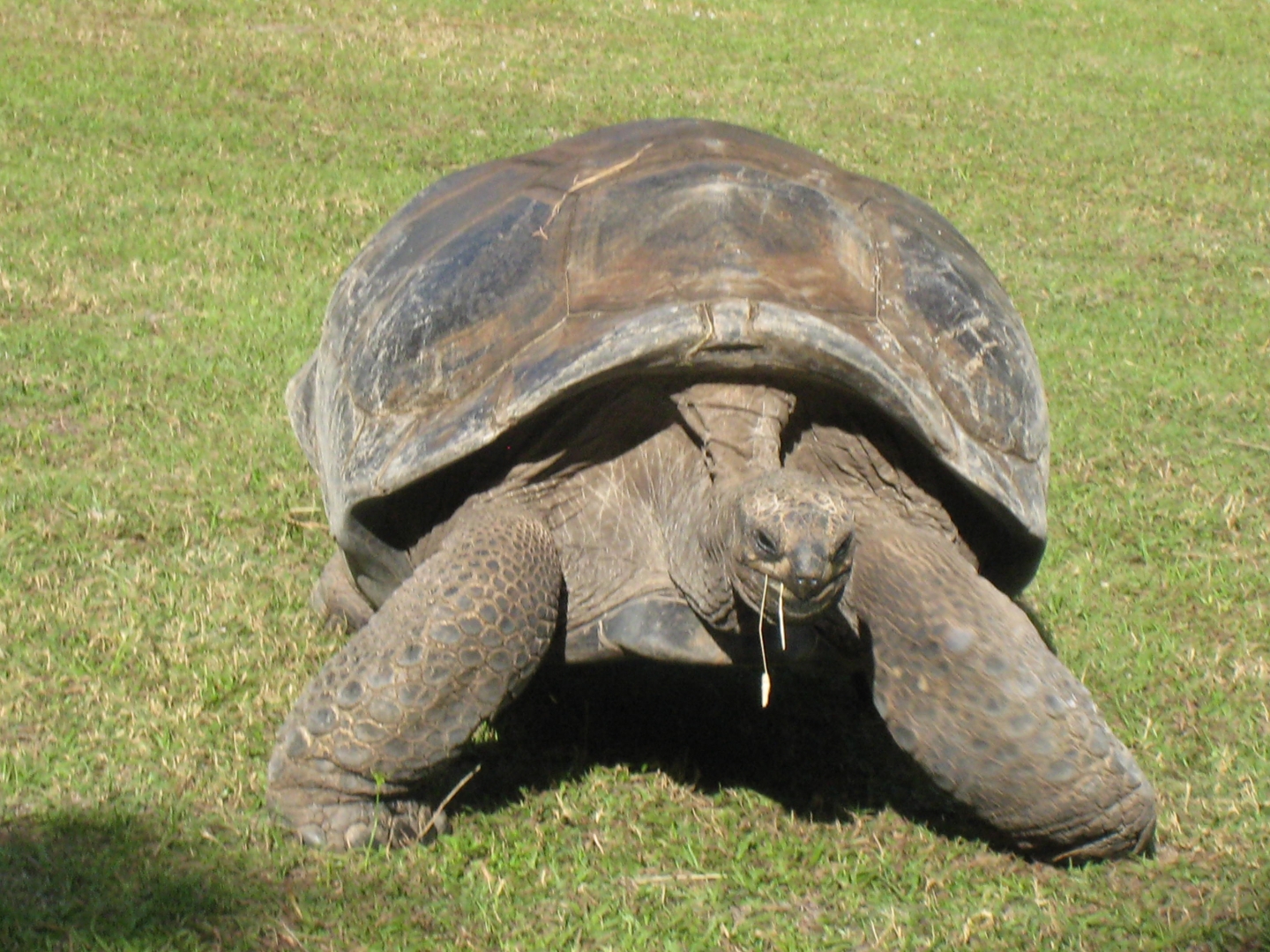 ALDABRA BREEDER