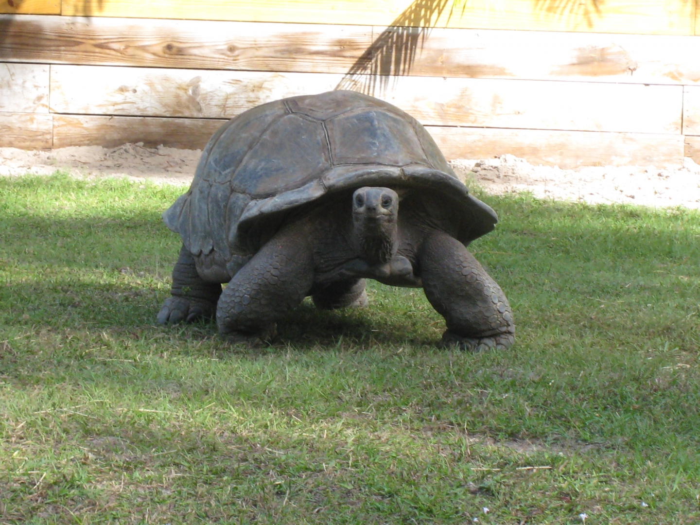 ALDABRA BREEDER