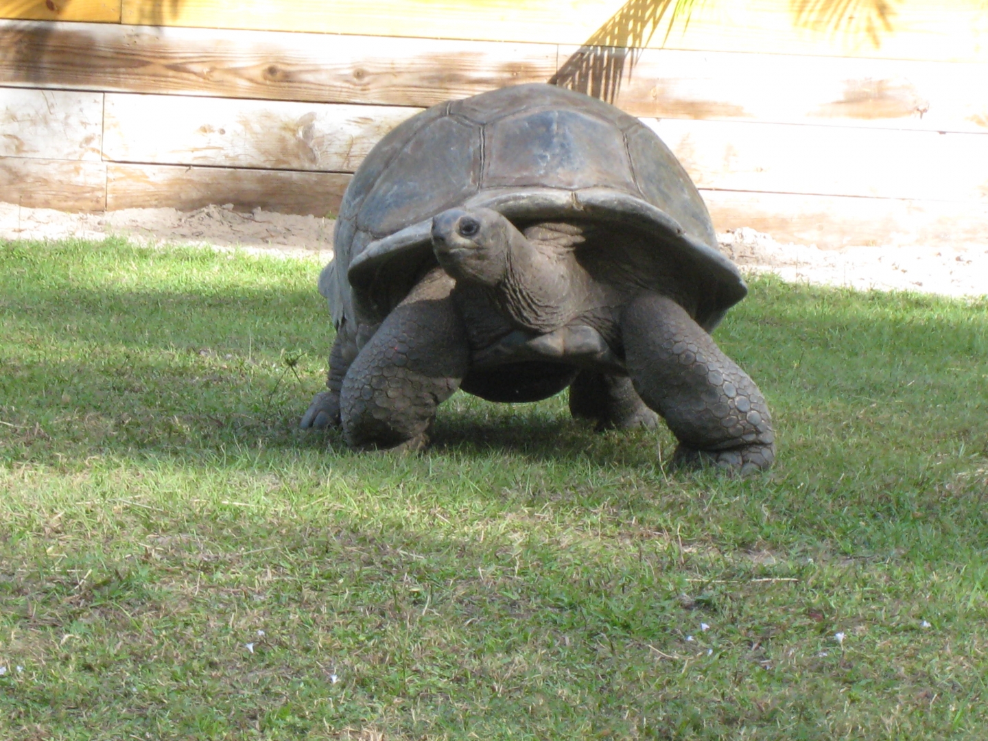 ALDABRA BREEDER