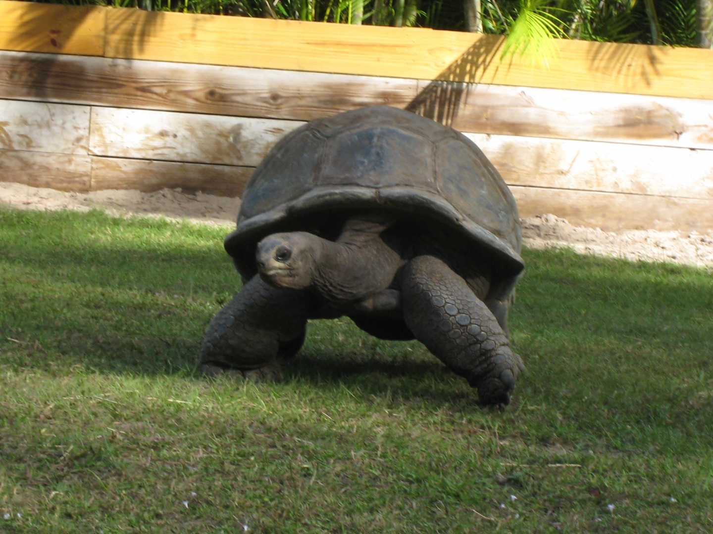 ALDABRA BREEDER