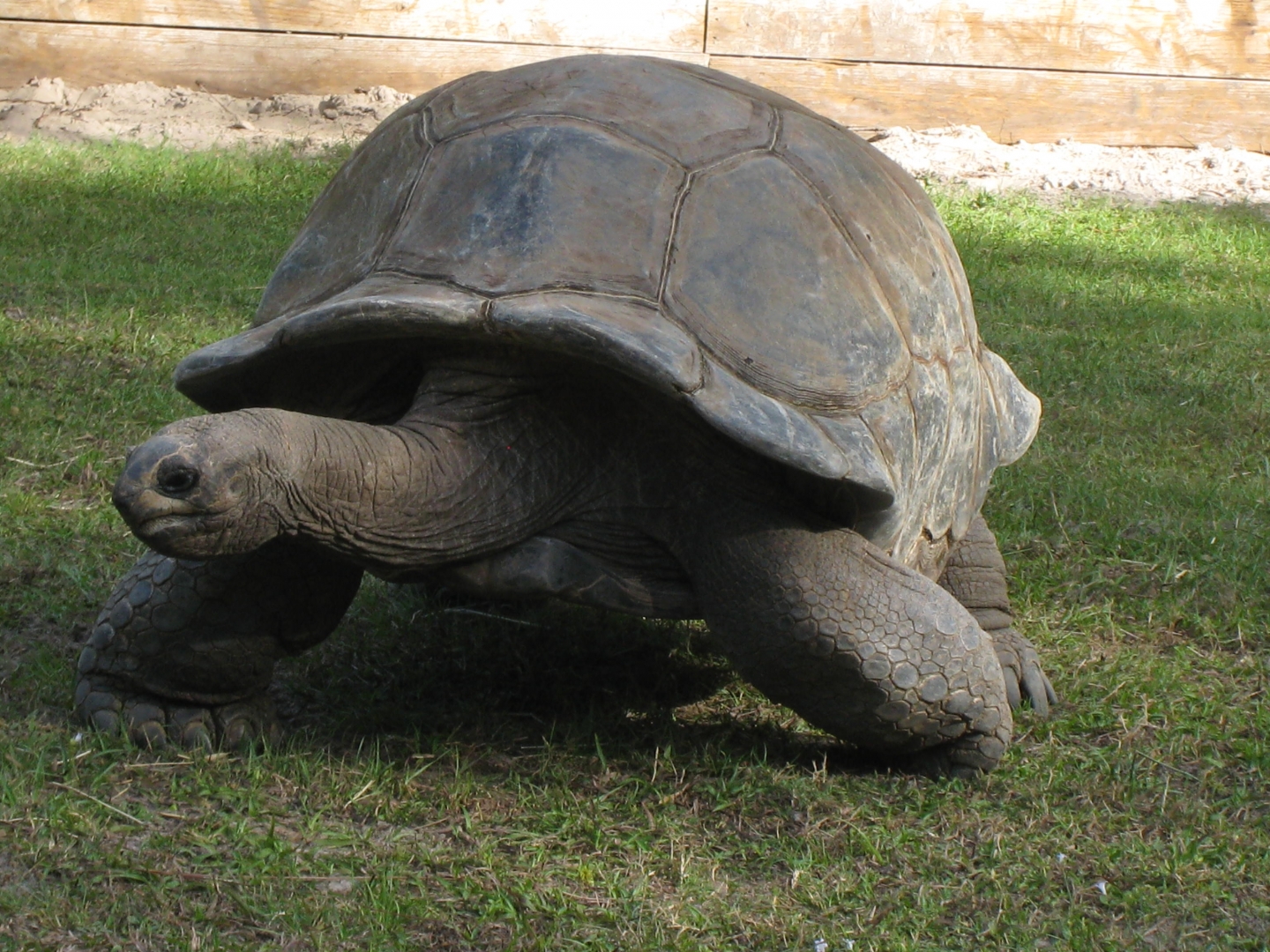 ALDABRA BREEDER