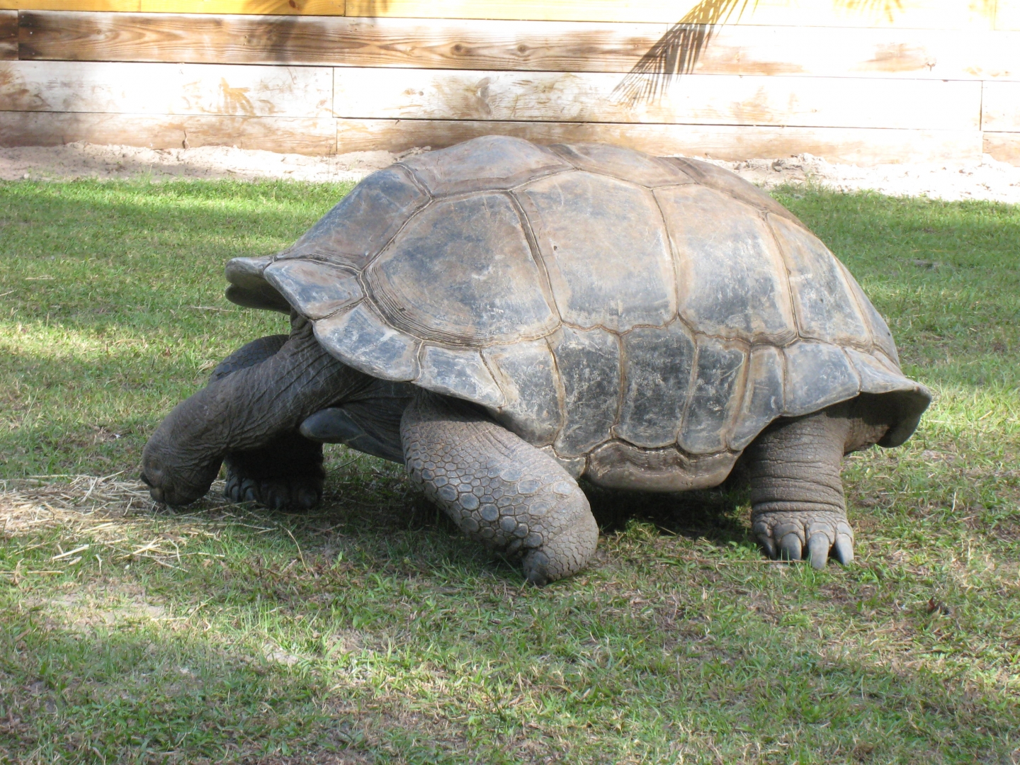 ALDABRA BREEDER