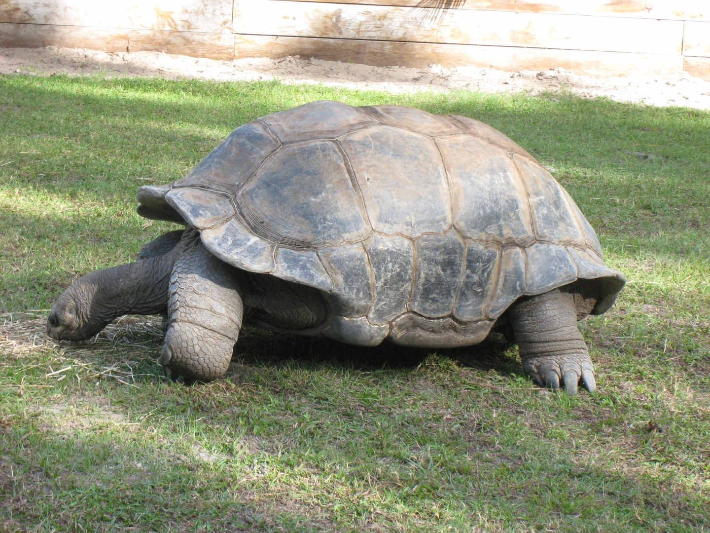 ALDABRA BREEDER