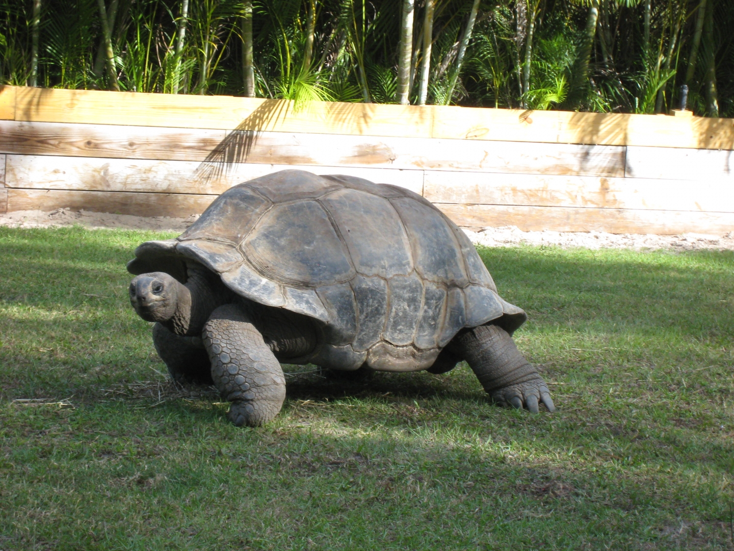 ALDABRA BREEDER