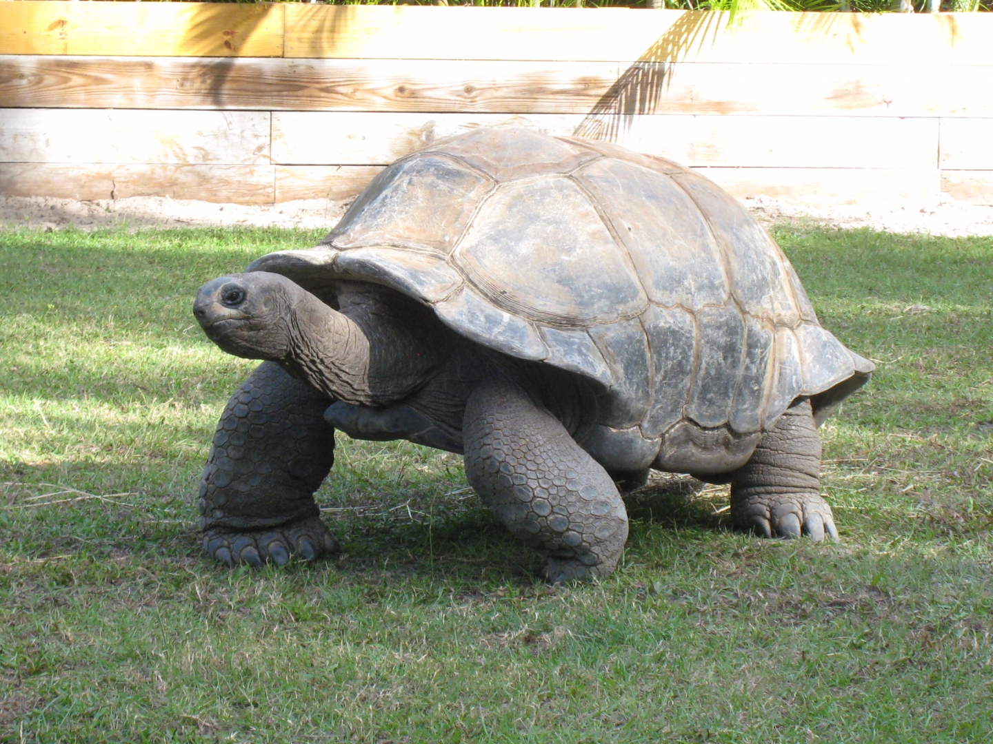 ALDABRA BREEDER