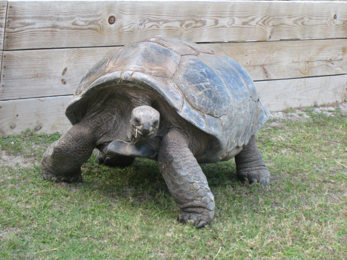 ALDABRA BREEDER
